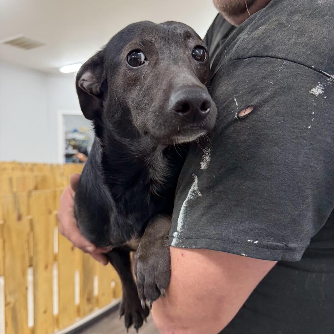 Enlarge Sheba, a Adoptable mixed breed in LEWISTON, ID image 2/2