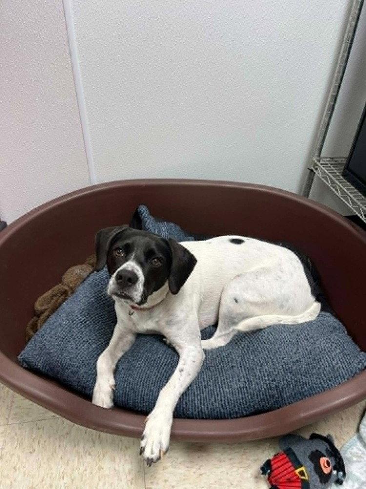 Addie, Adoptable, Adult Female English Pointer.