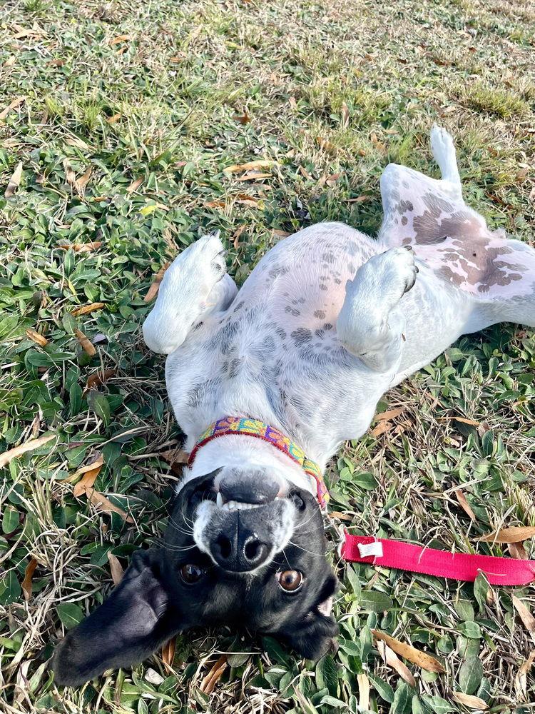 Addie, a Adoptable Terrier in Candler, NC image 1/3
