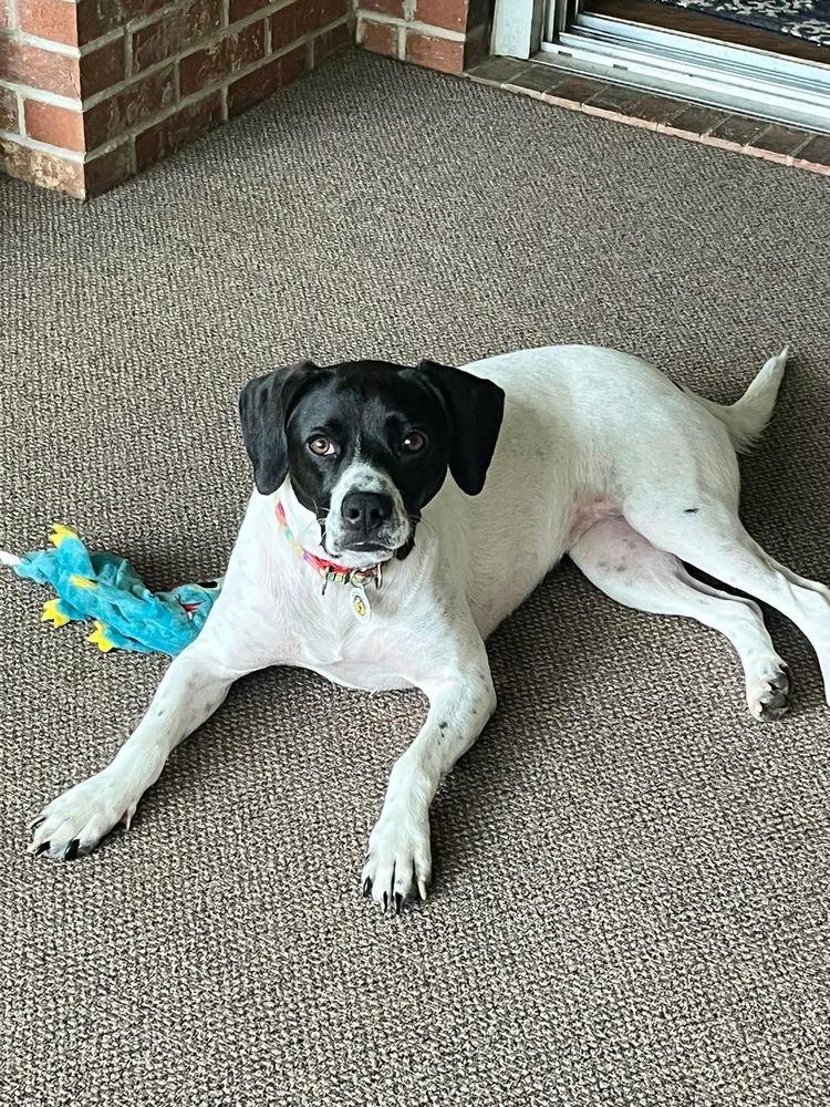 Addie, a Adoptable Terrier in Candler, NC image 2/3