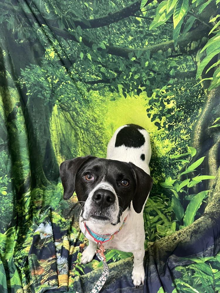 Addie, Adoptable, Adult Female Terrier.