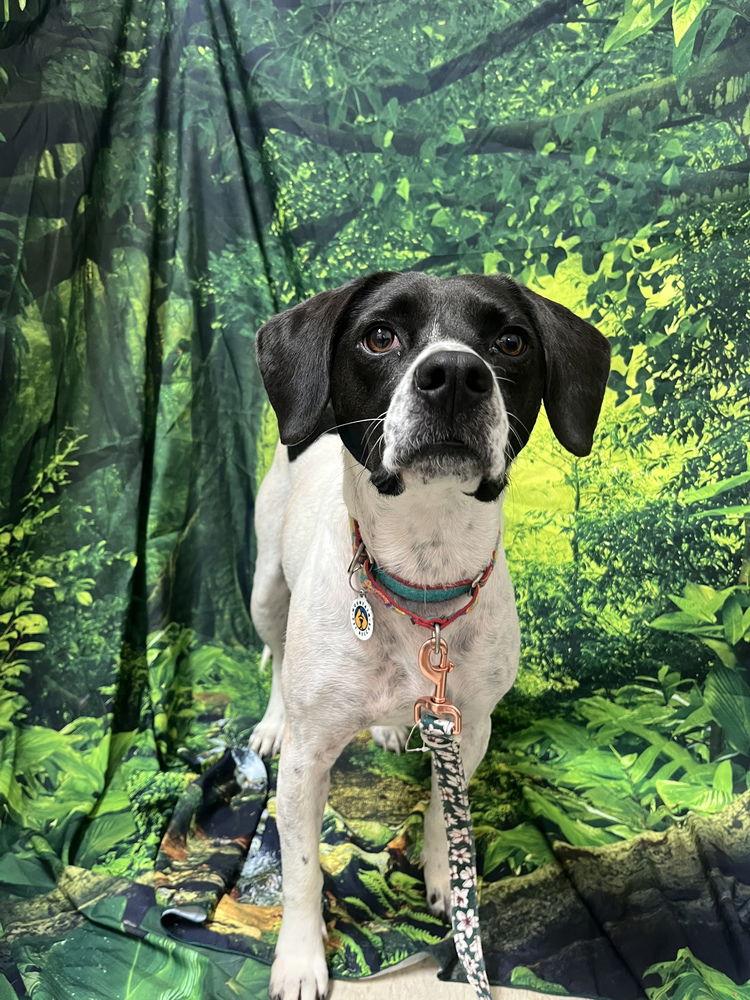 Enlarge Addie, a Adoptable Terrier in Candler, NC image 2/3