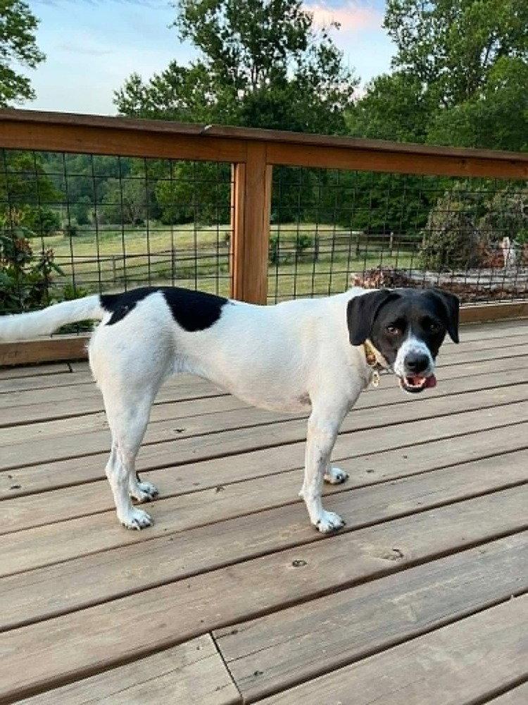 Addie, a Adoptable English Pointer in Candler, NC image 2/3