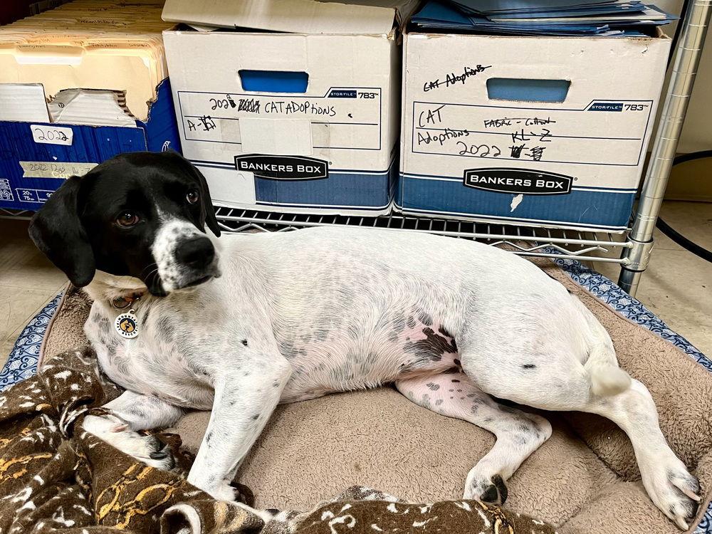 Addie, a Adoptable Terrier in Candler, NC image 3/3