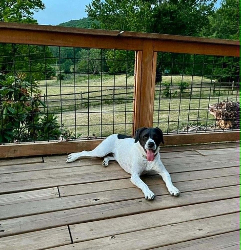 Addie, a Adoptable English Pointer in Candler, NC image 3/3