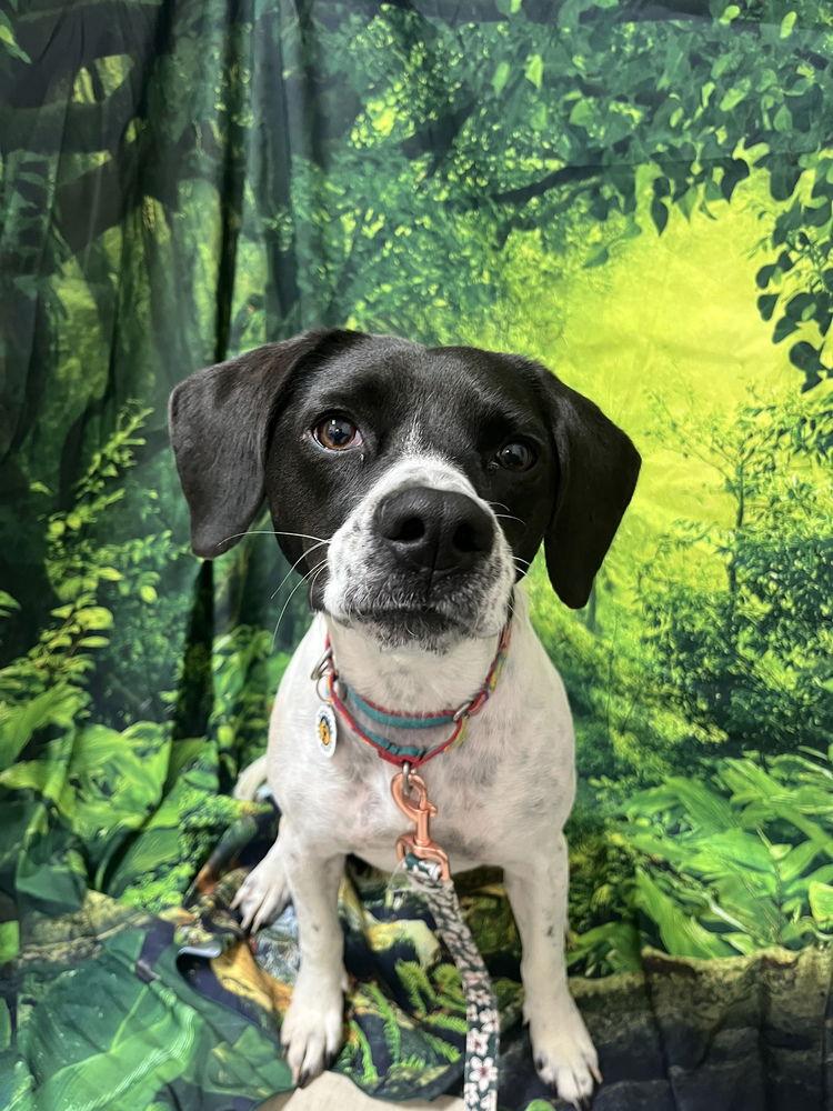 Enlarge Addie, a Adoptable Terrier in Candler, NC image 3/3