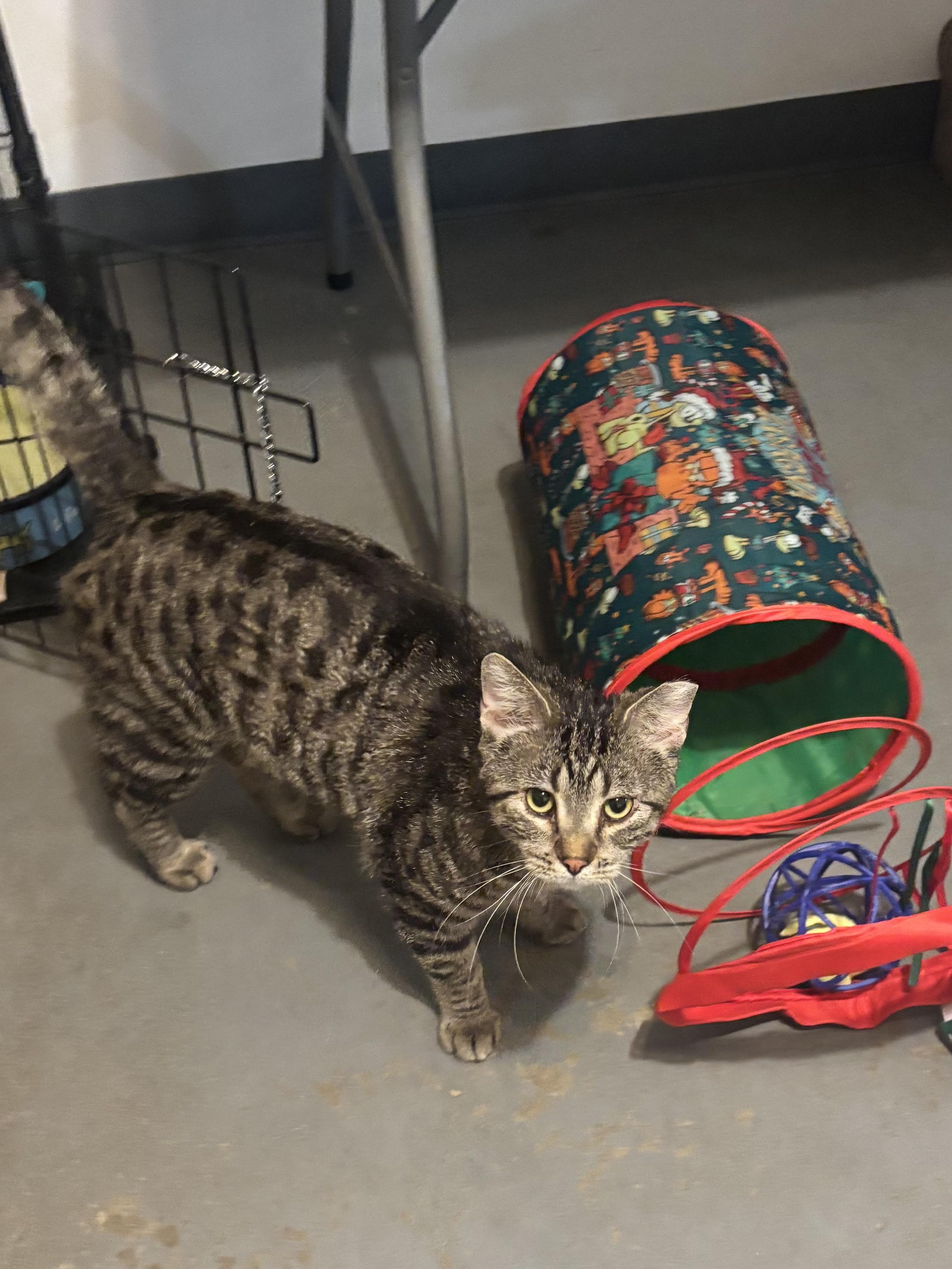 Grizz, a ADOPTABLE Domestic Short Hair in Granite City, IL image 1/3