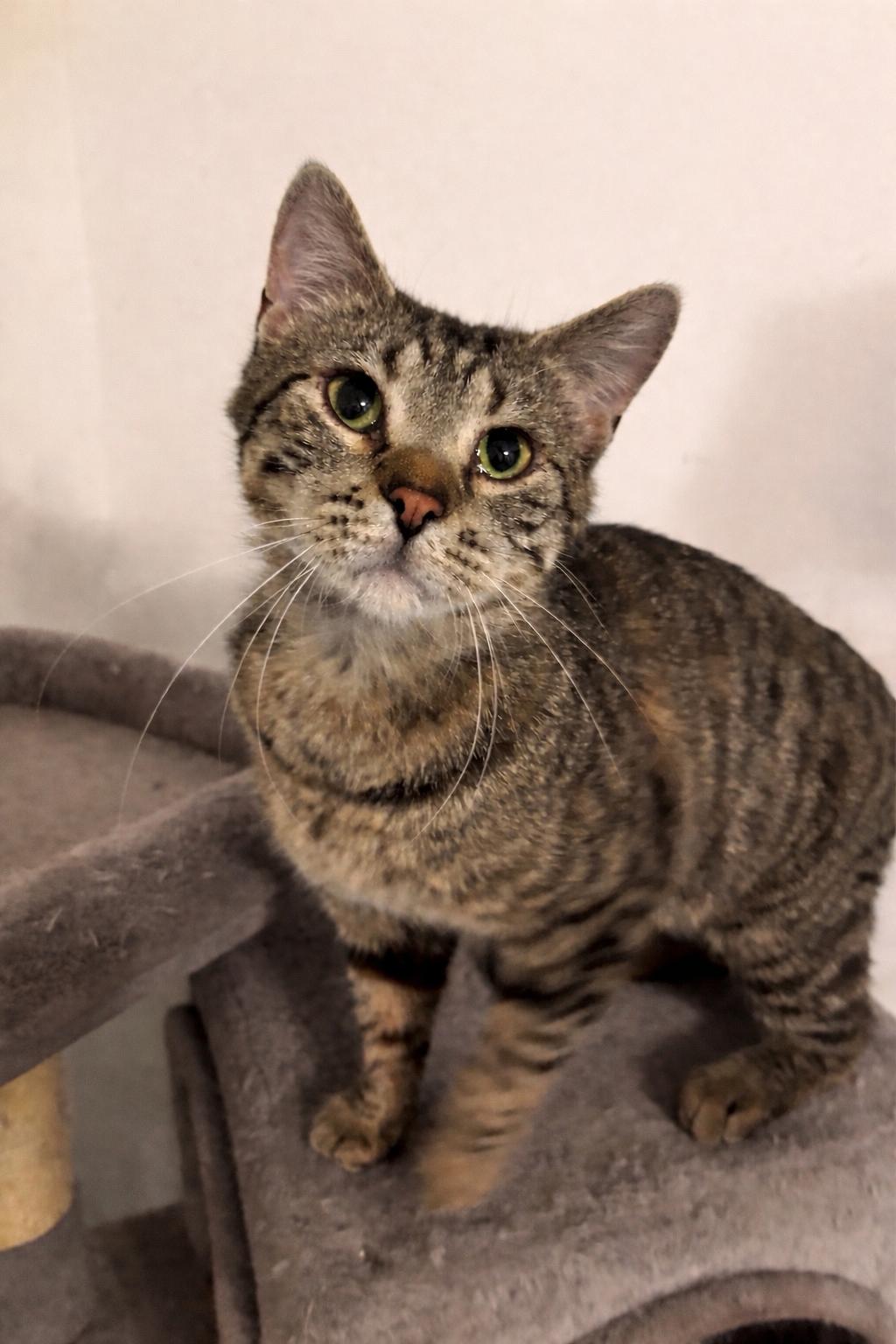 Grizz, a ADOPTABLE Domestic Short Hair in Granite City, IL image 2/3