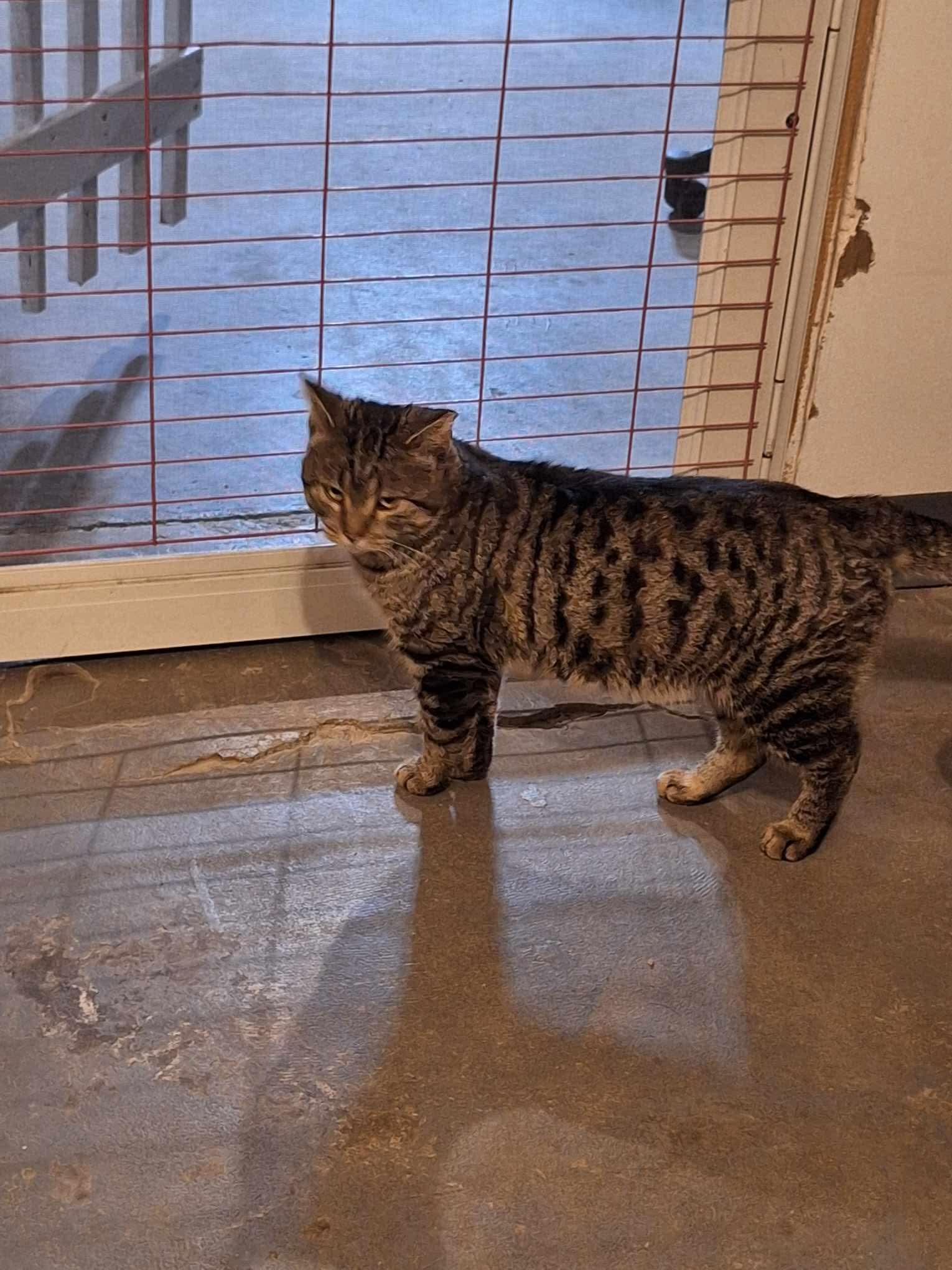 Grizz, ADOPTABLE, Adult Male Domestic Short Hair.