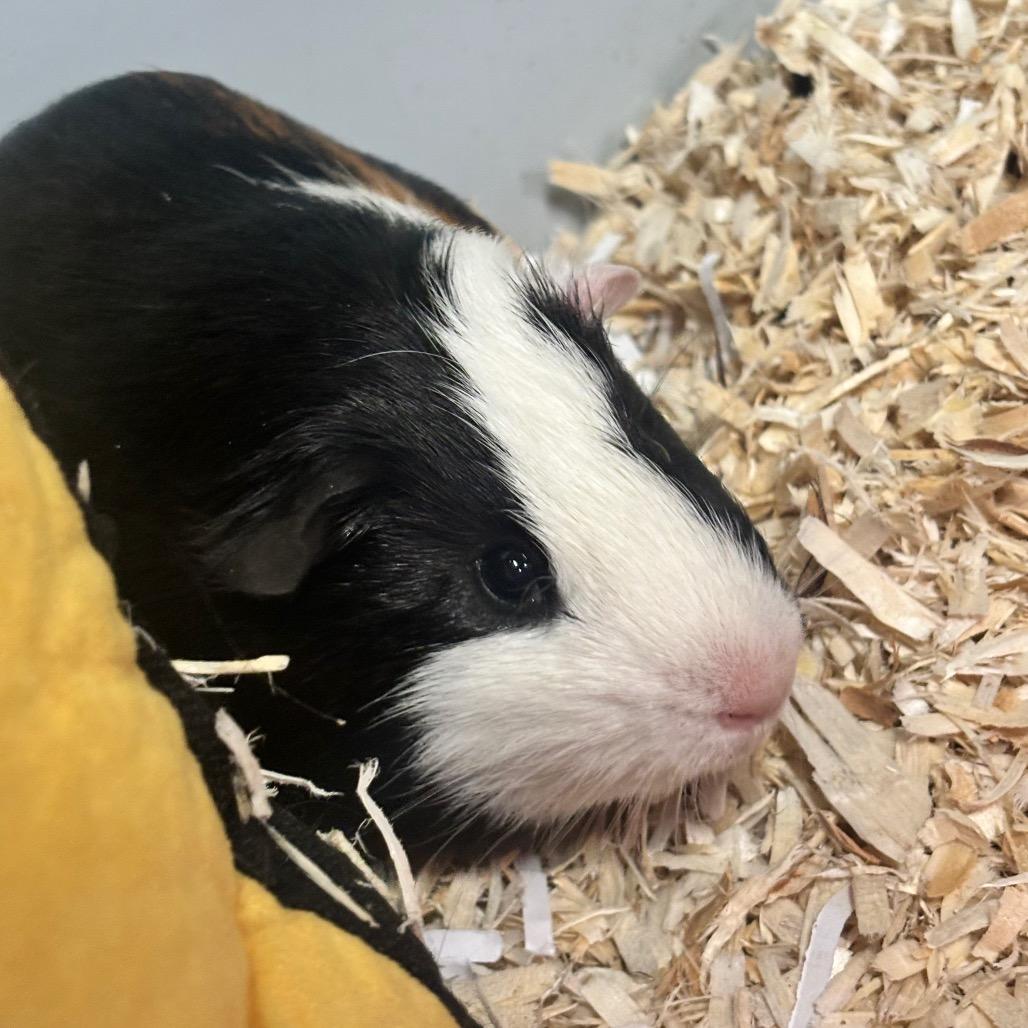 Tot 6M26, Adoptable, Young Male Guinea Pig.