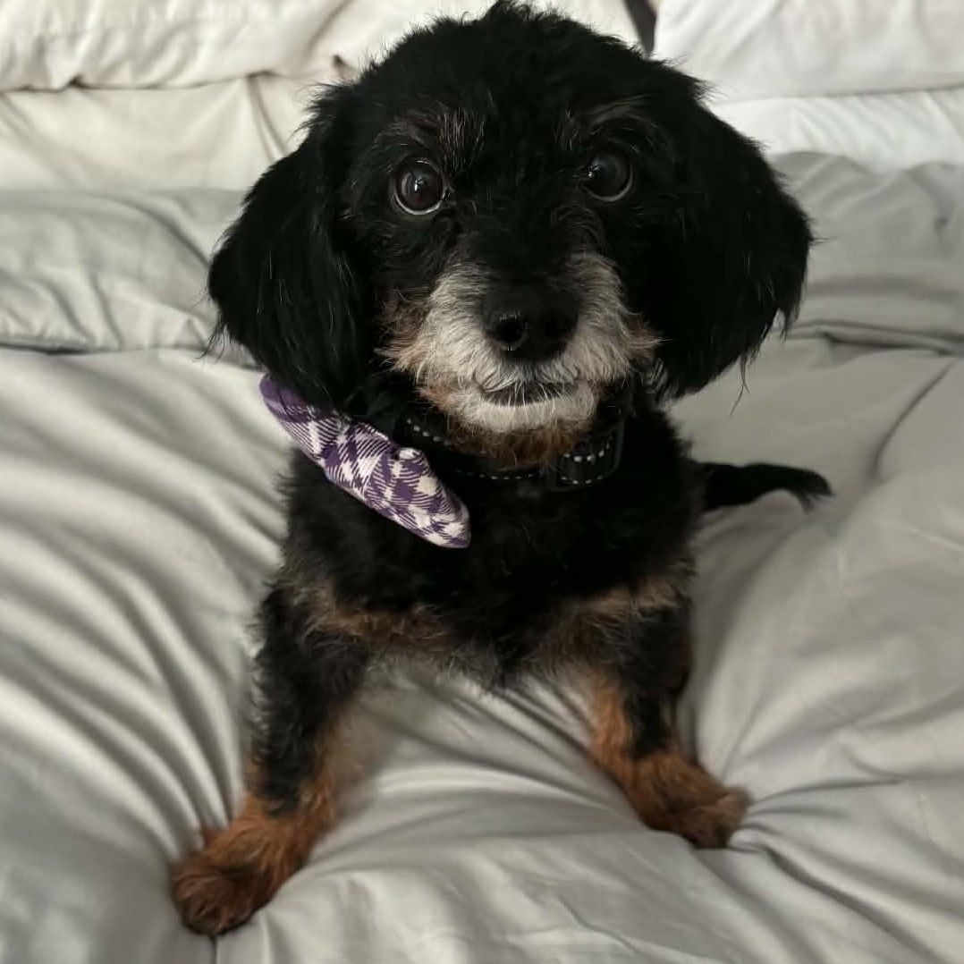 Bartlebee, ADOPTABLE, Young Male Miniature Poodle.