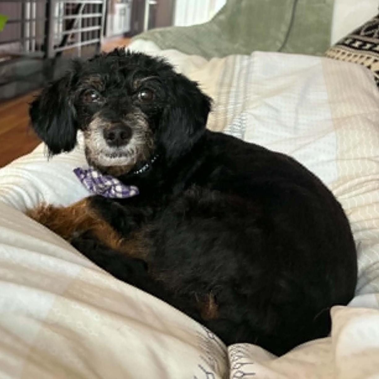Enlarge Bartlebee, a ADOPTABLE mixed breed in Cherry Hill, NJ image 6/6