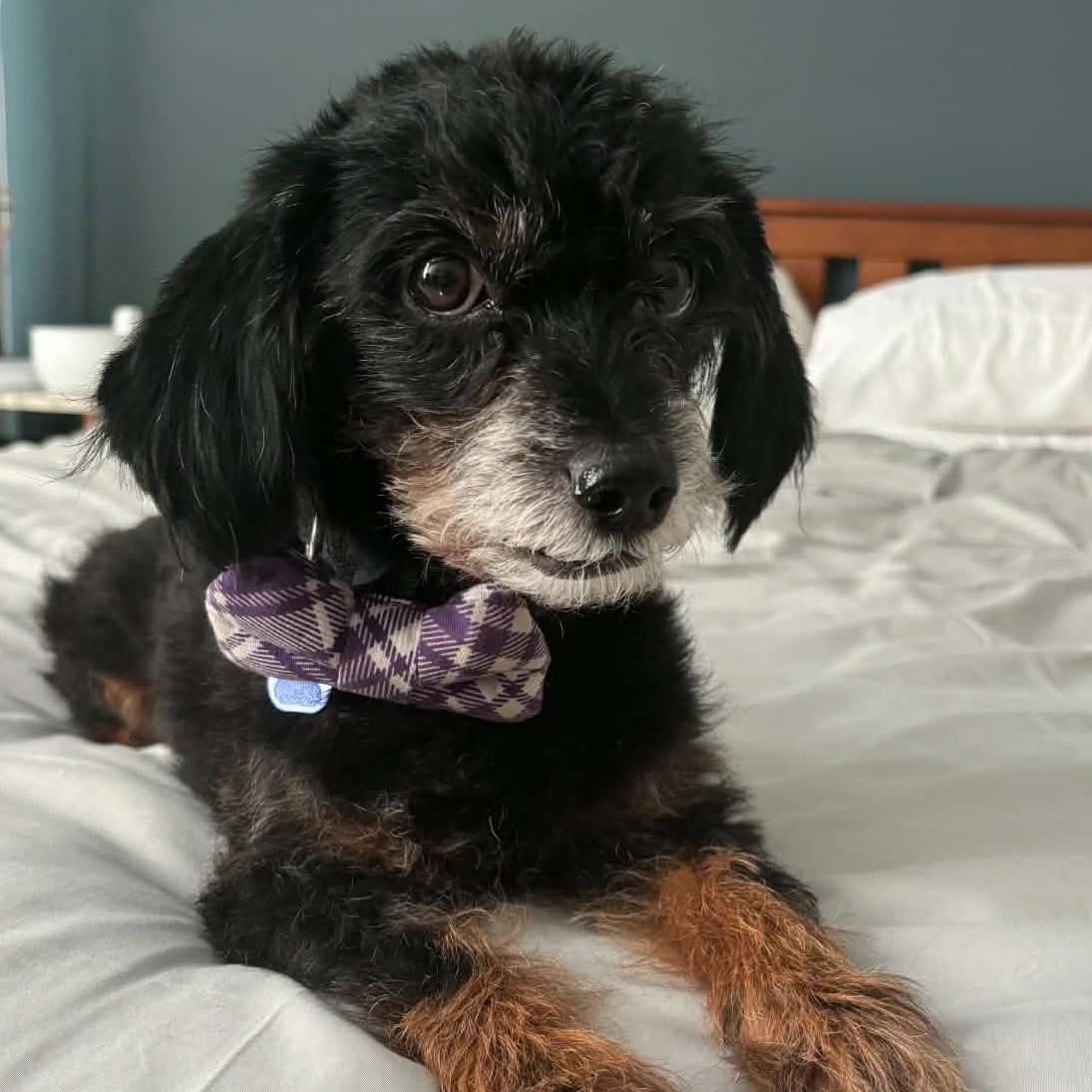 Enlarge Bartlebee, a ADOPTABLE mixed breed in Cherry Hill, NJ image 3/6