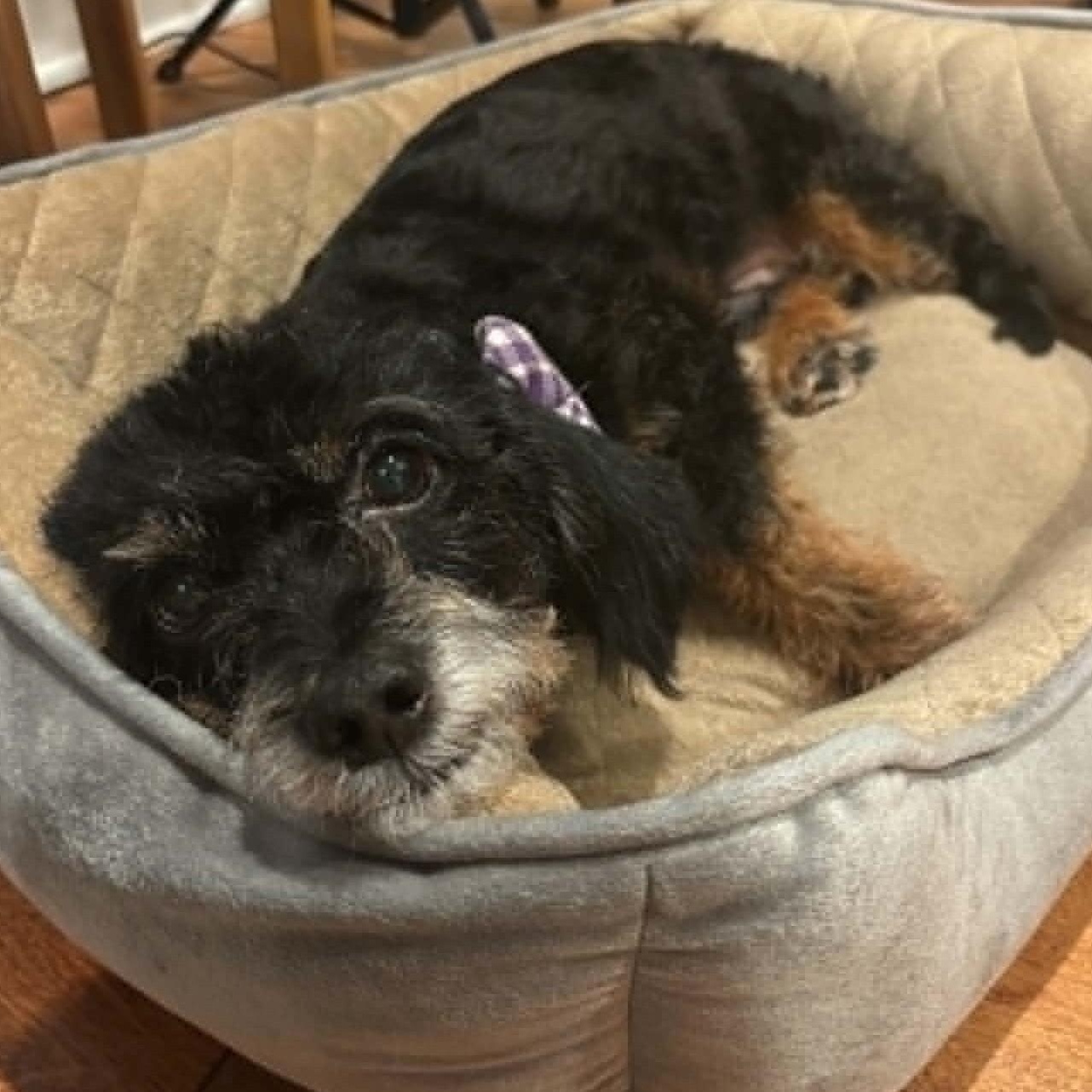 Enlarge Bartlebee, a ADOPTABLE mixed breed in Cherry Hill, NJ image 4/6