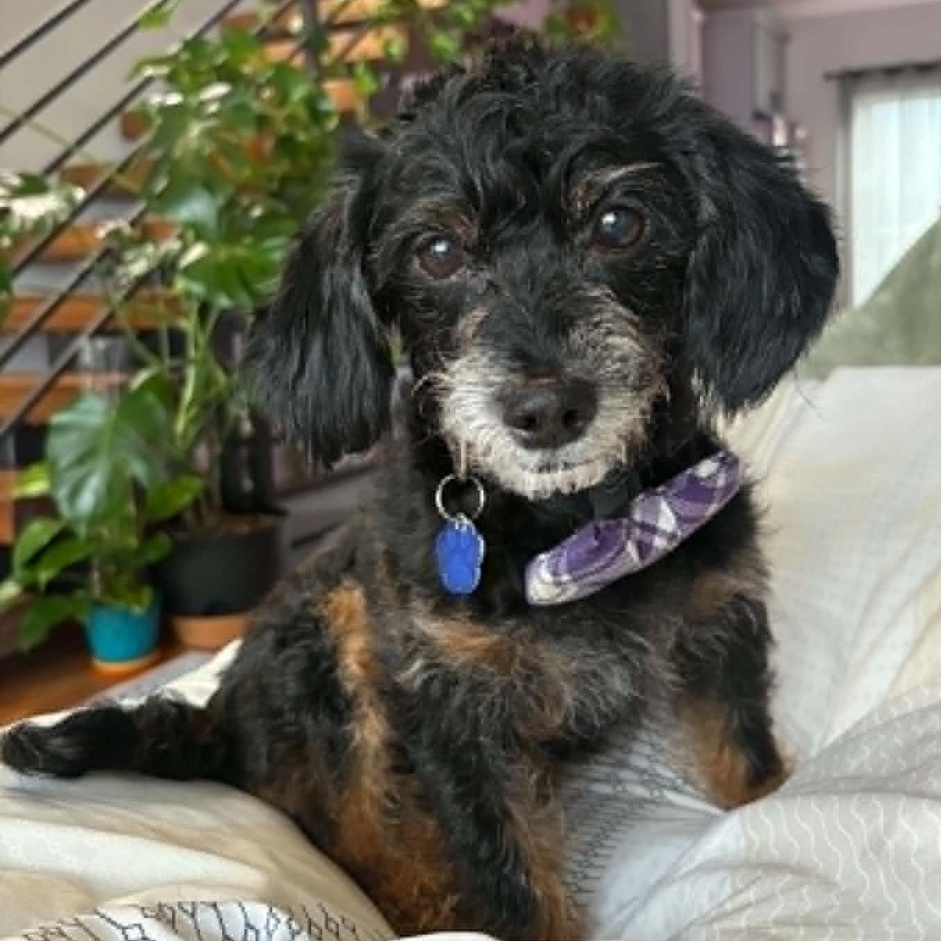 Enlarge Bartlebee, a ADOPTABLE mixed breed in Cherry Hill, NJ image 2/6