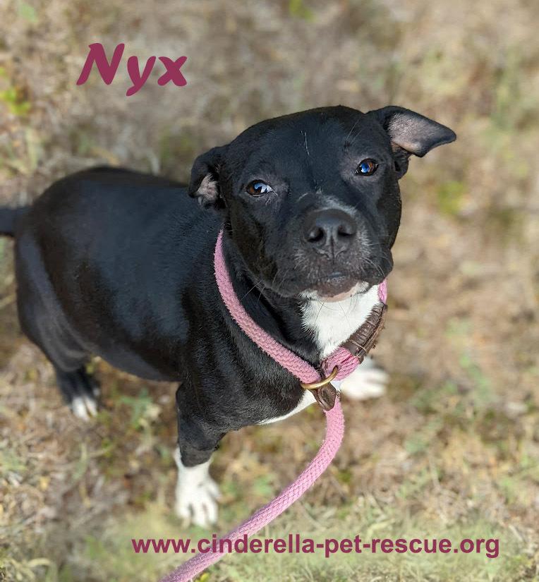 Nyx, Adoptable, Adult Female American Staffordshire Terrier & Pit Bull Terrier.