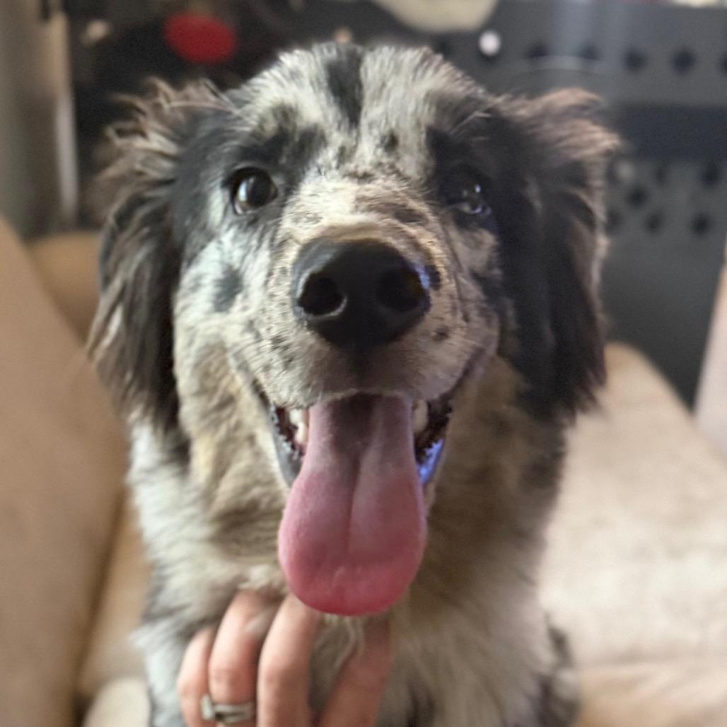 Rory, Adoptable, Young Male Australian Shepherd.