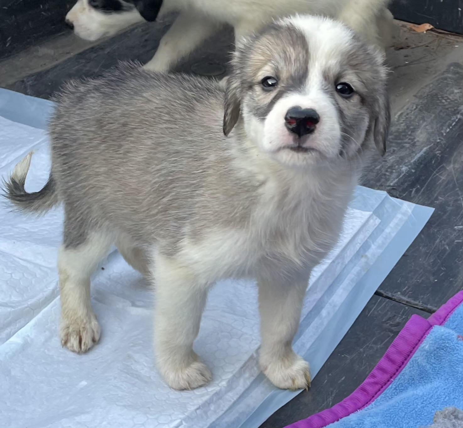 LITTLE GIRL, Adopted, Puppy Female Great Pyrenees.