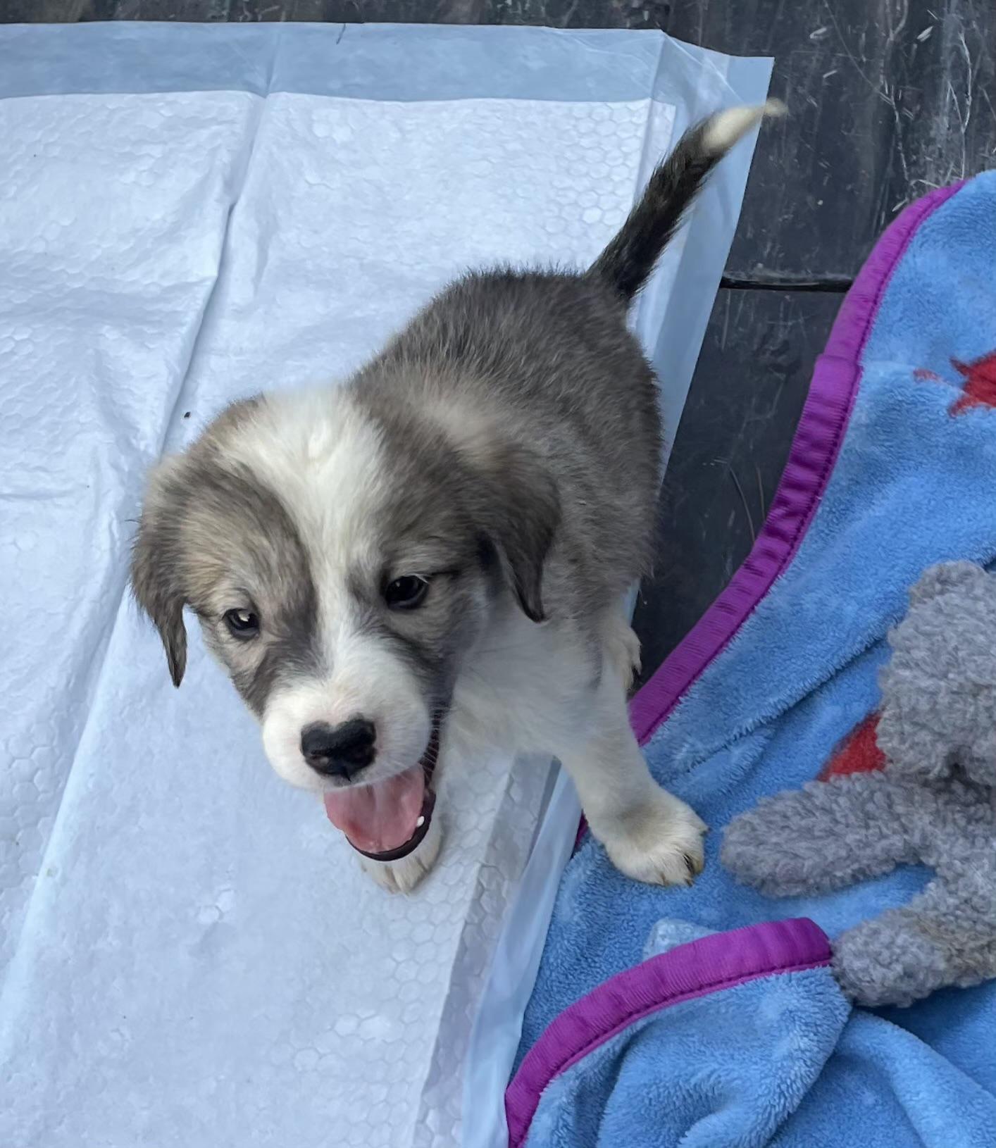 Enlarge LITTLE GIRL, a Adopted mixed breed in Chicopee, MA image 2/3