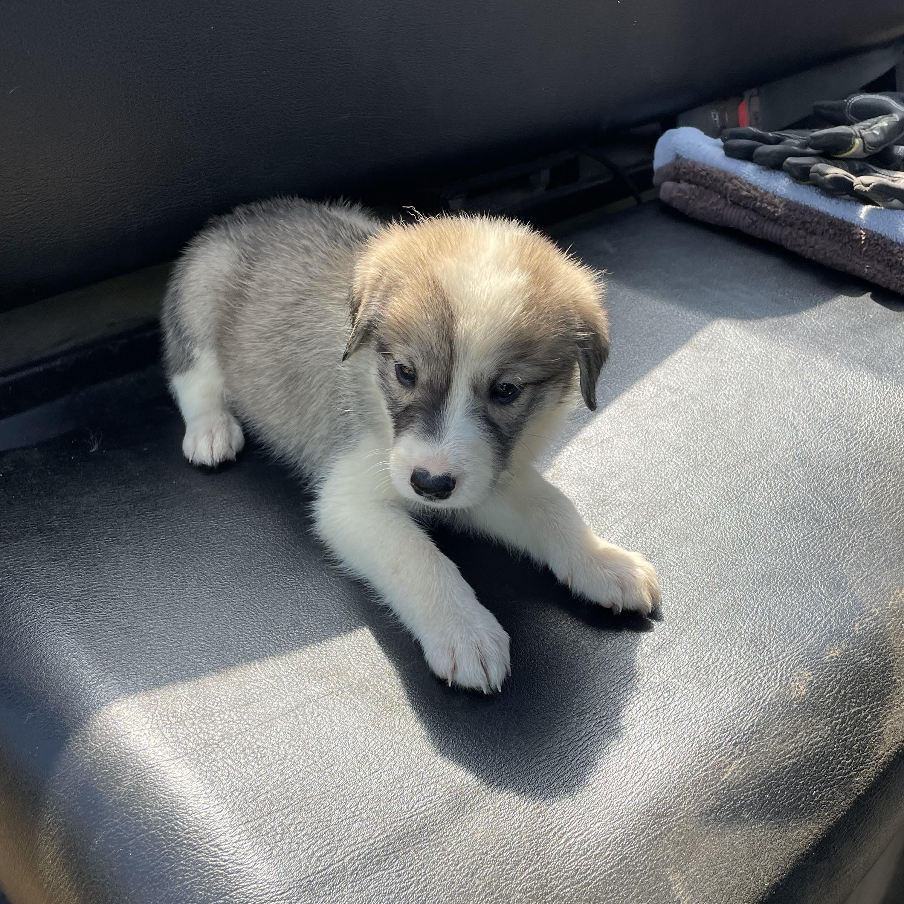 Enlarge LITTLE GIRL, a Adopted mixed breed in Chicopee, MA image 3/3