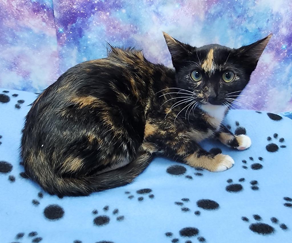 Enlarge Cita, a Adoptable mixed breed in Washington Court House, OH image 1/1