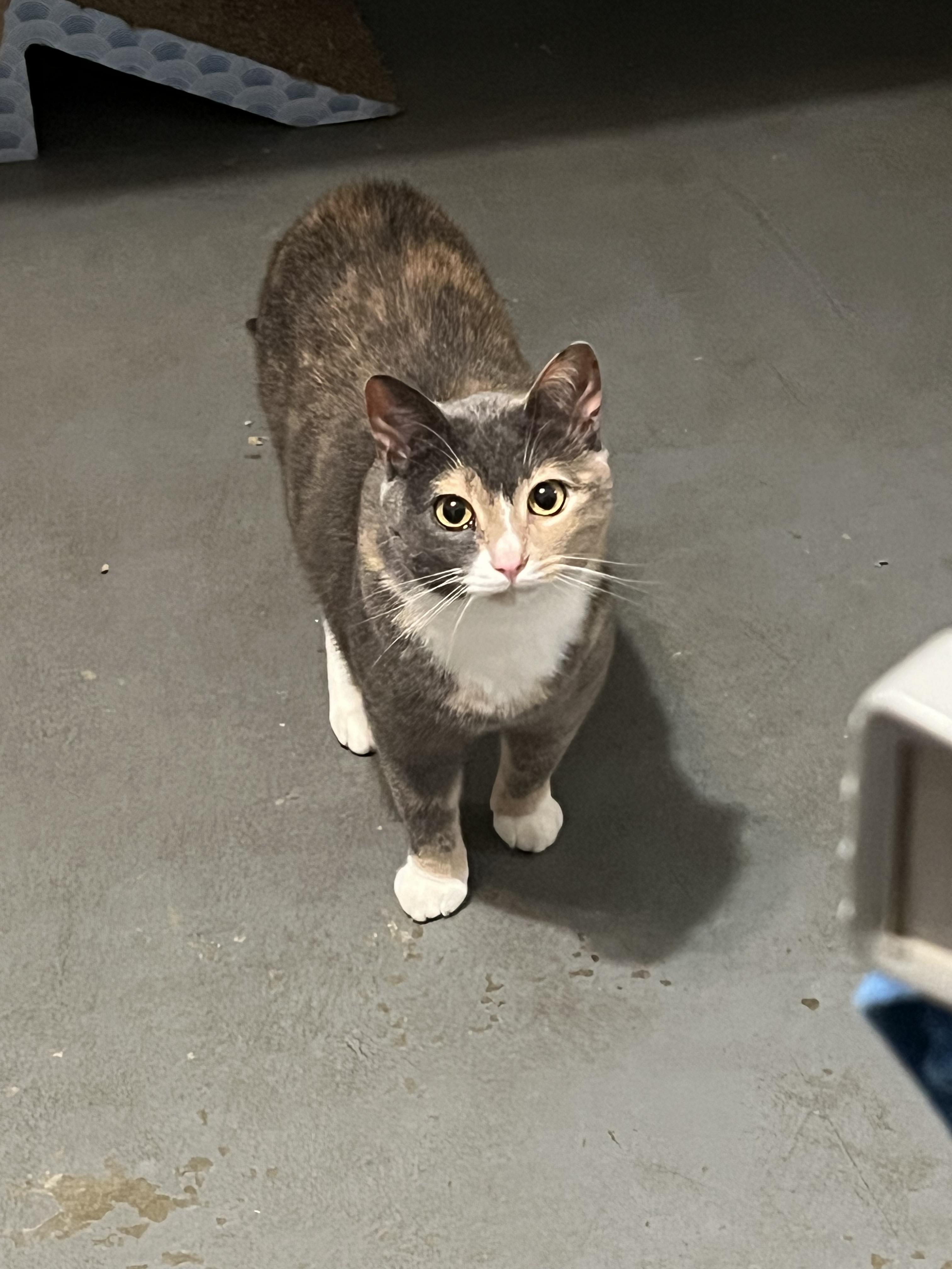 Enlarge Gigi, a Adoptable Dilute Tortoiseshell in Granite City, IL image 1/4