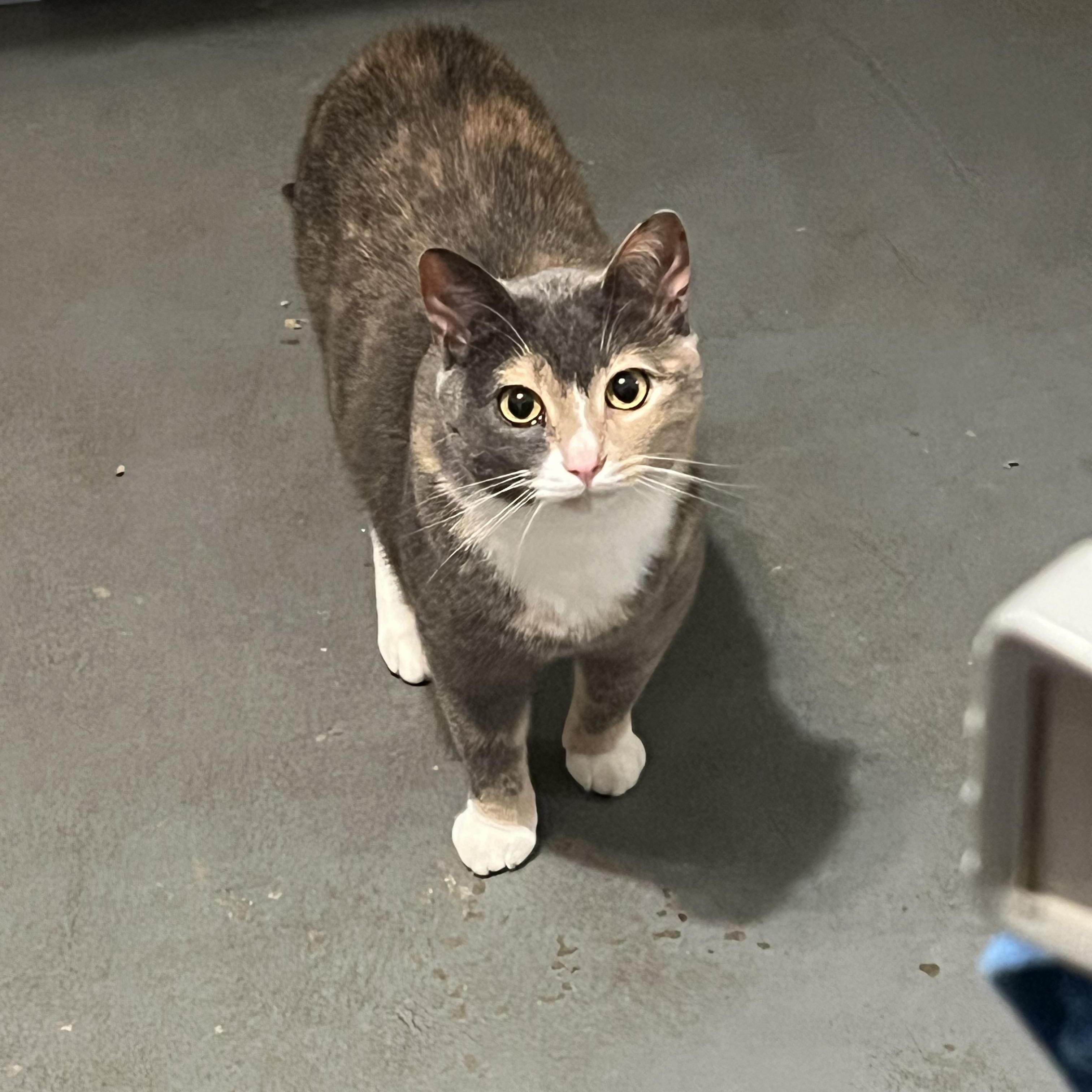 Gigi, Adoptable, Adult Female Dilute Tortoiseshell.