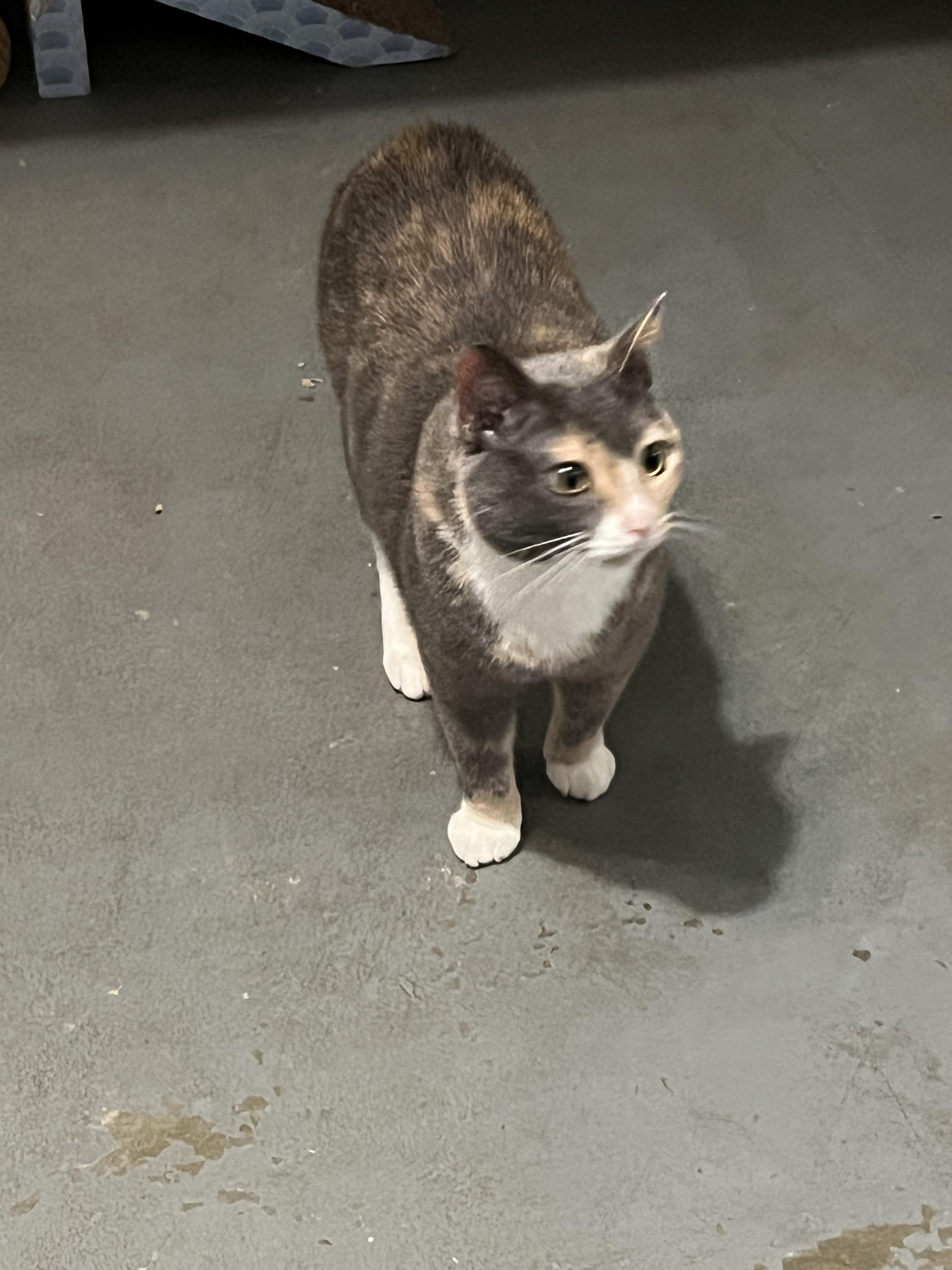 Enlarge Gigi, a Adoptable Dilute Tortoiseshell in Granite City, IL image 3/4