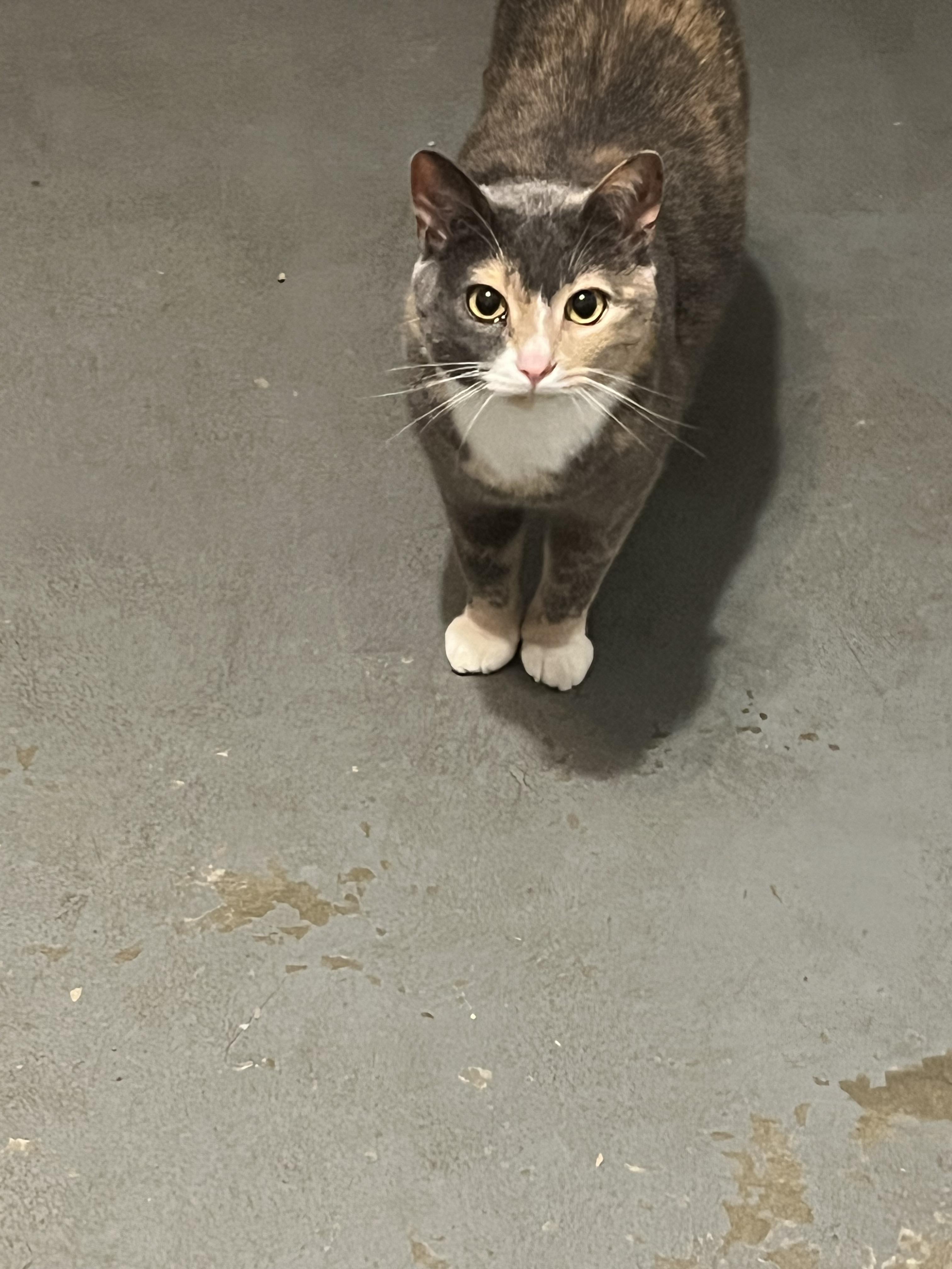 Enlarge Gigi, a Adoptable Dilute Tortoiseshell in Granite City, IL image 4/4