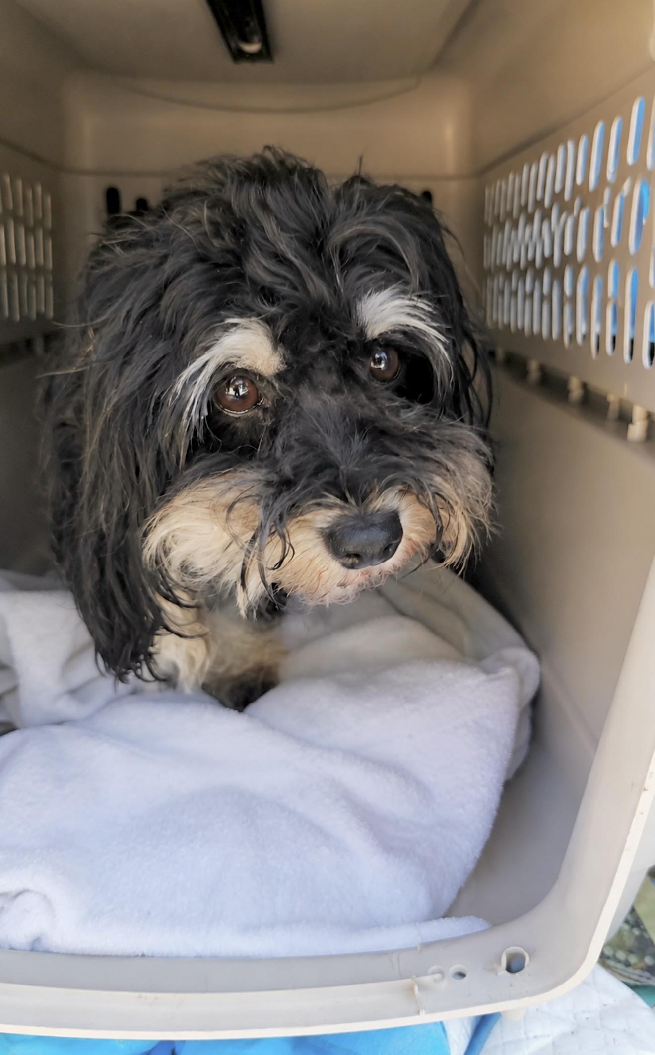 Lila, ADOPTABLE, Adult Female Shih Tzu & Japanese Chin.