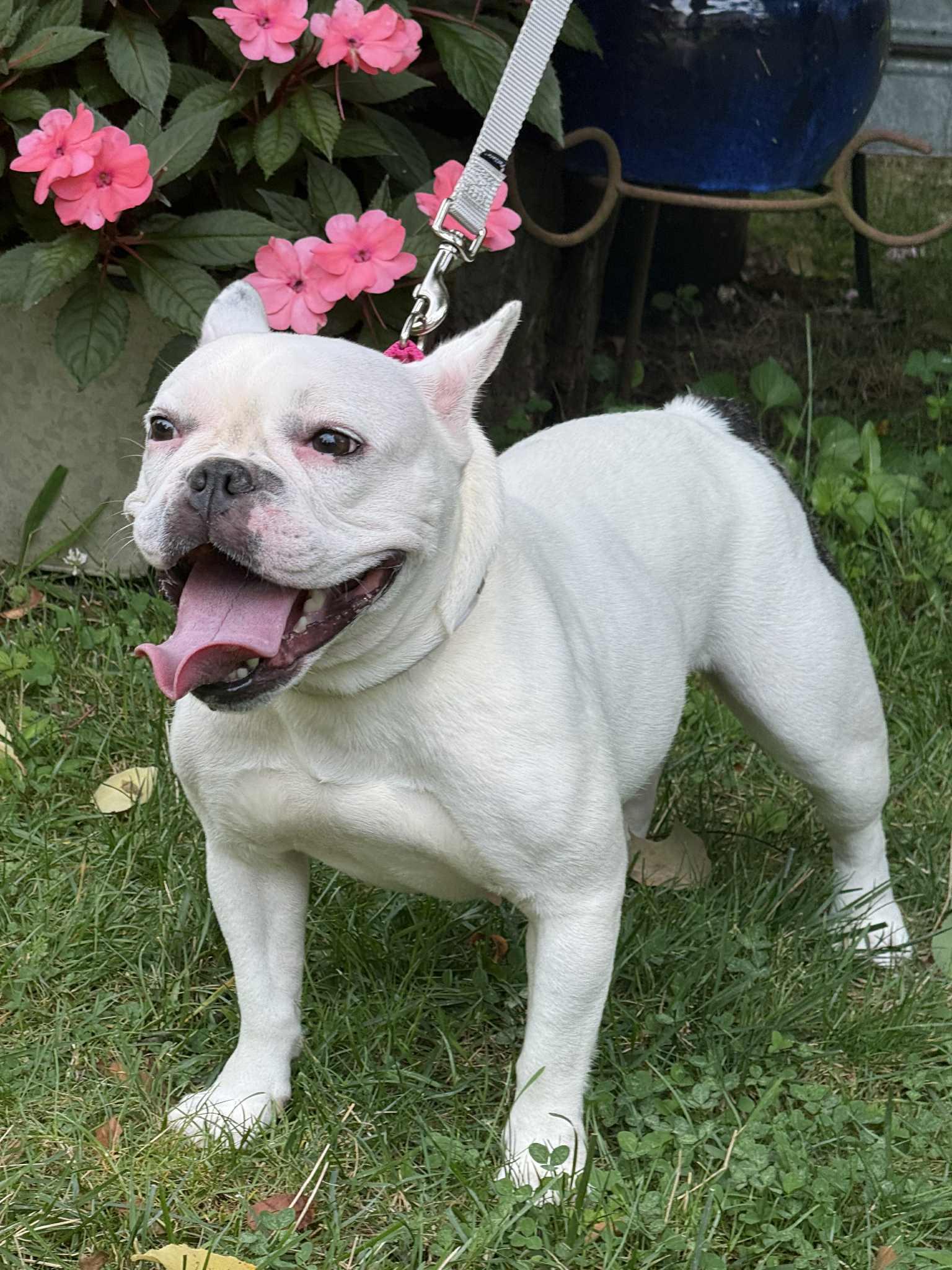 Elise, Adopted, Adult Female French Bulldog.