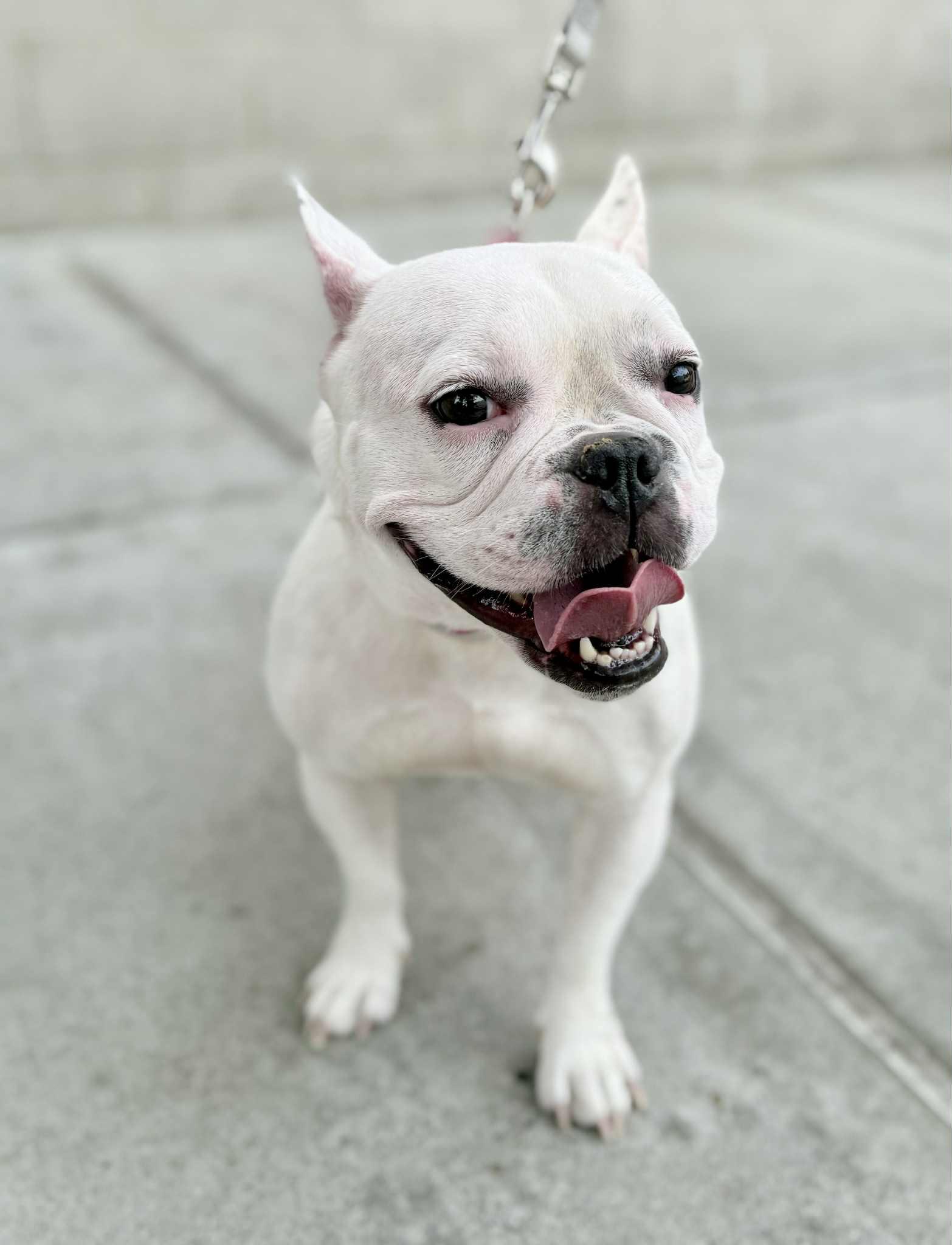 Enlarge Elise, a Adopted French Bulldog in Yonkers, NY image 2/4