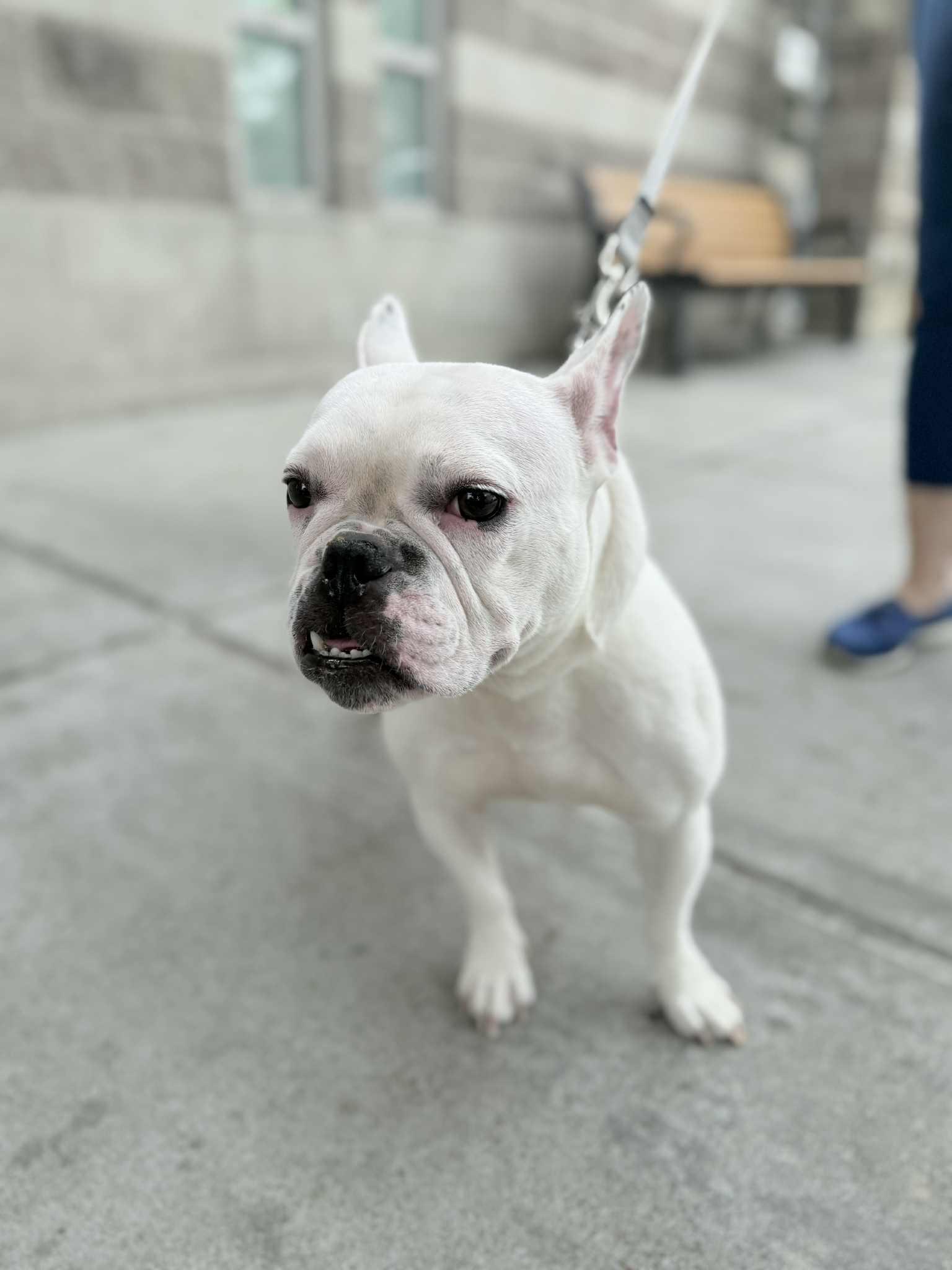 Enlarge Elise, a Adopted French Bulldog in Yonkers, NY image 3/4