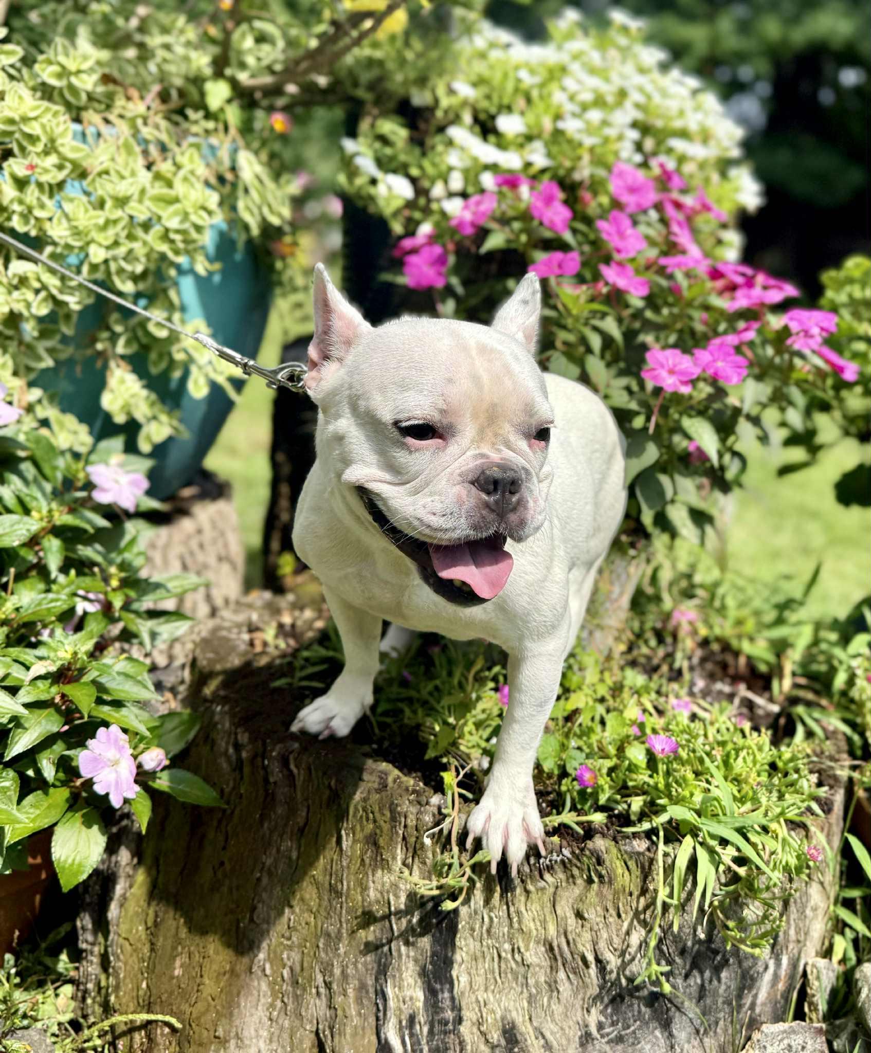 Enlarge Elise, a Adopted French Bulldog in Yonkers, NY image 4/4