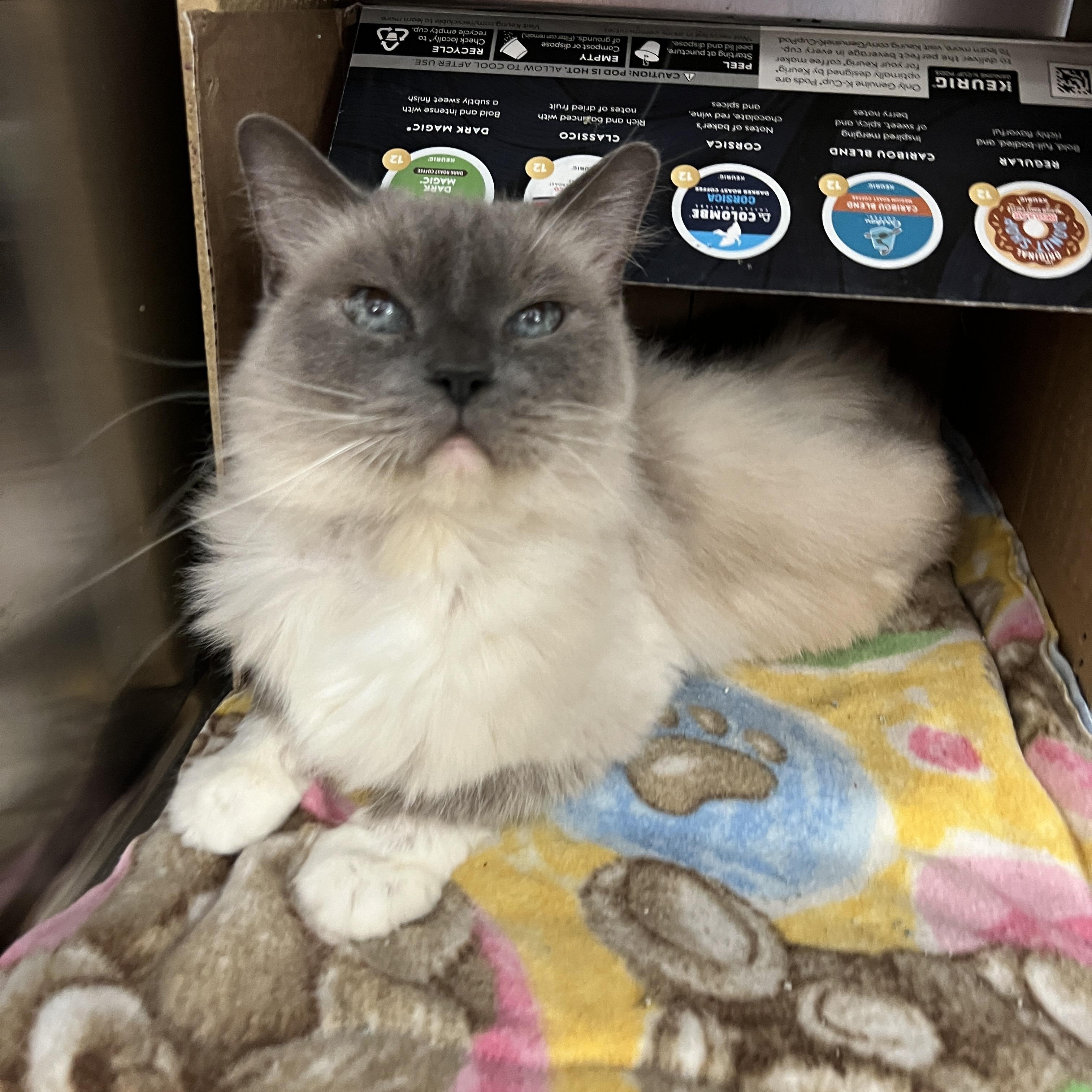 Enlarge Missy, an adopted mixed breed in Bradenton, FL image 4/4