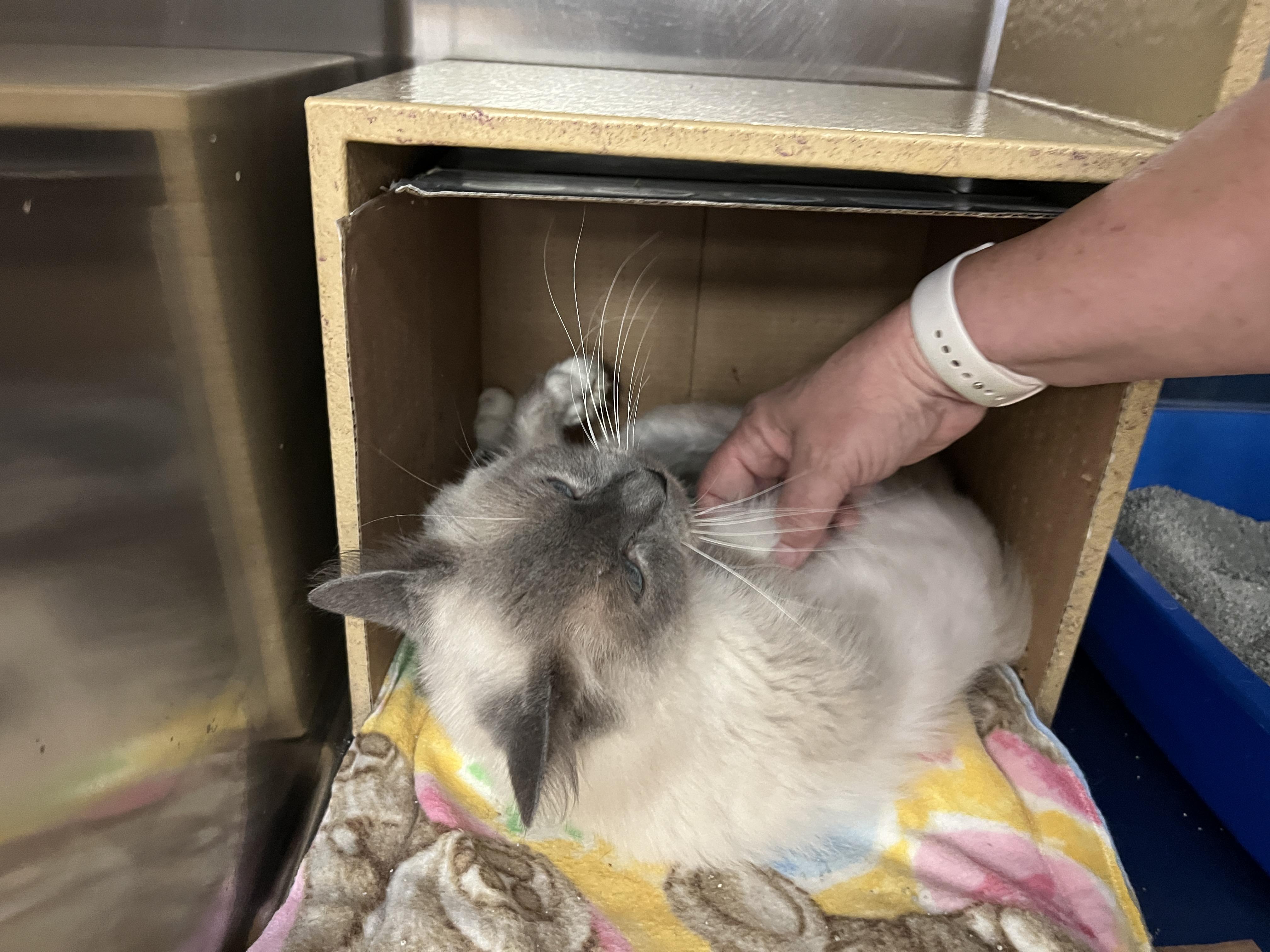 Enlarge Missy, an adopted mixed breed in Bradenton, FL image 2/4