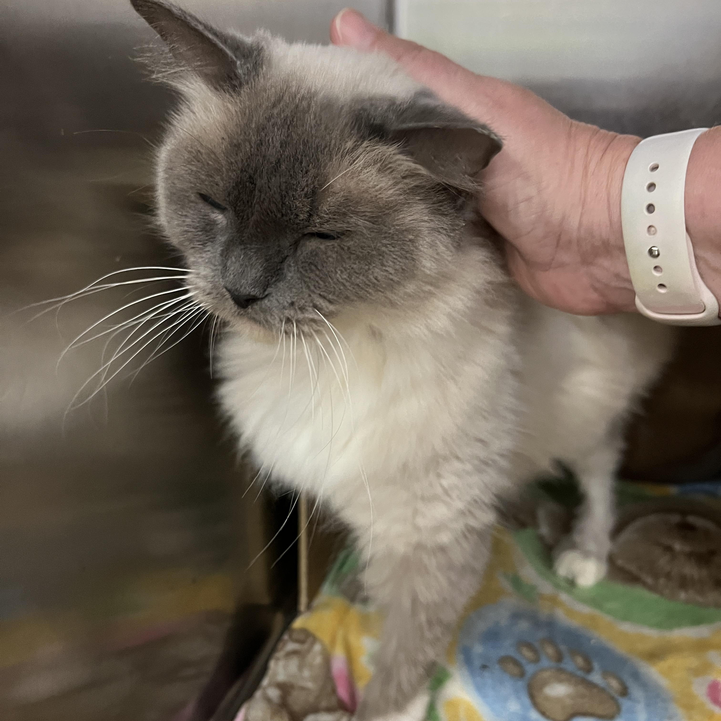 Enlarge Missy, an adopted mixed breed in Bradenton, FL image 3/4