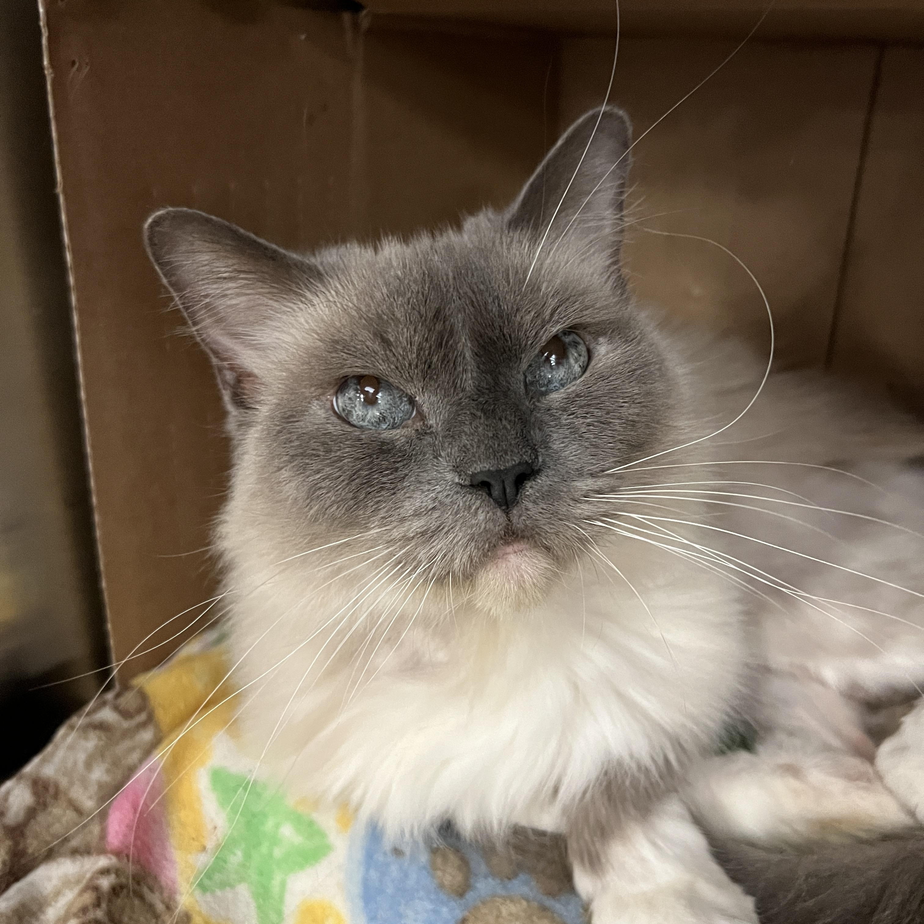 Missy, adopted, Adult Female Siamese.