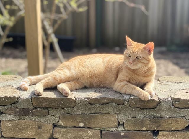 Jagger , ADOPTABLE, Young Male American Shorthair.