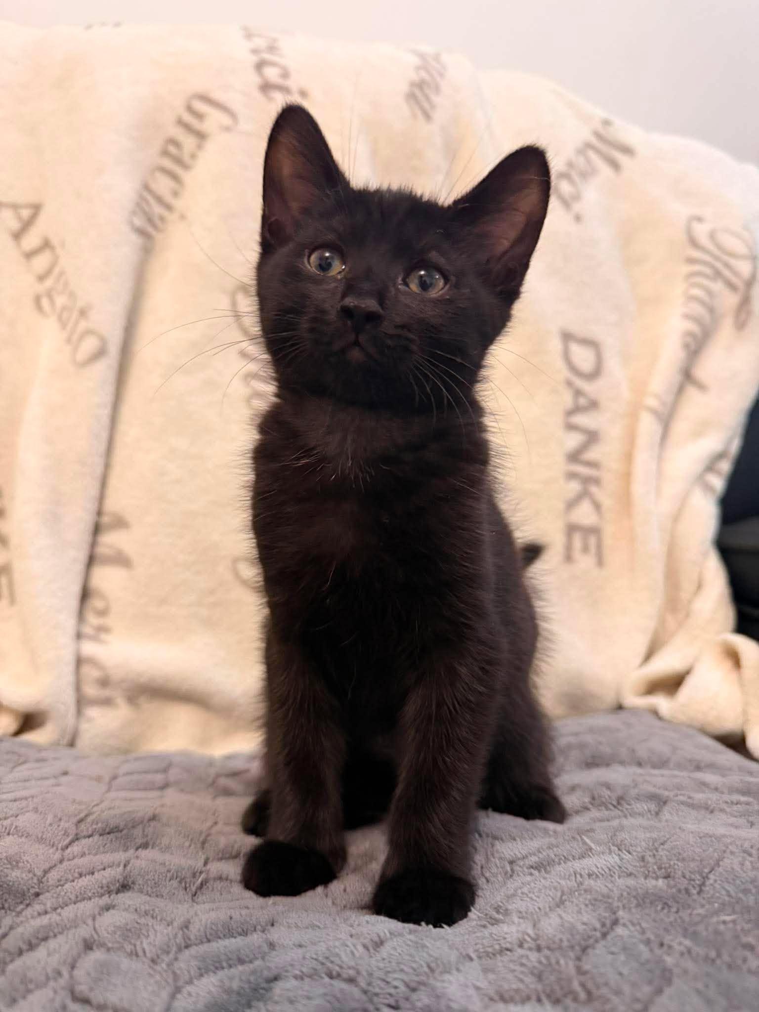 FELONY, an adopted Domestic Short Hair in Tillsonburg, ON image 1/6