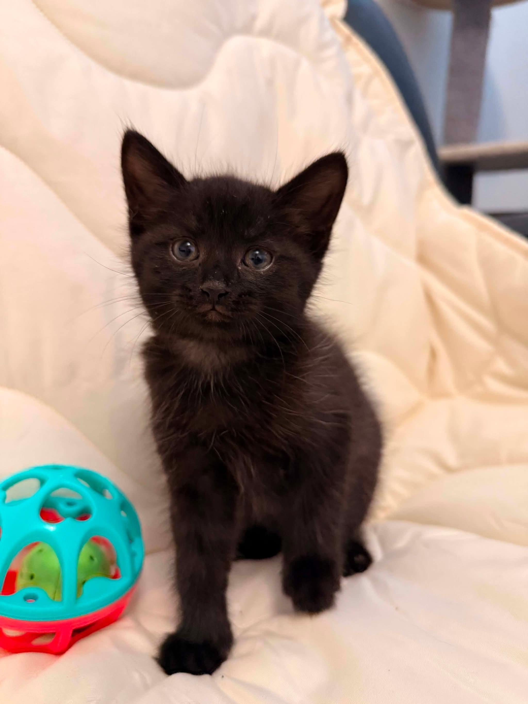 FELONY, an adopted Domestic Short Hair in Tillsonburg, ON image 5/6
