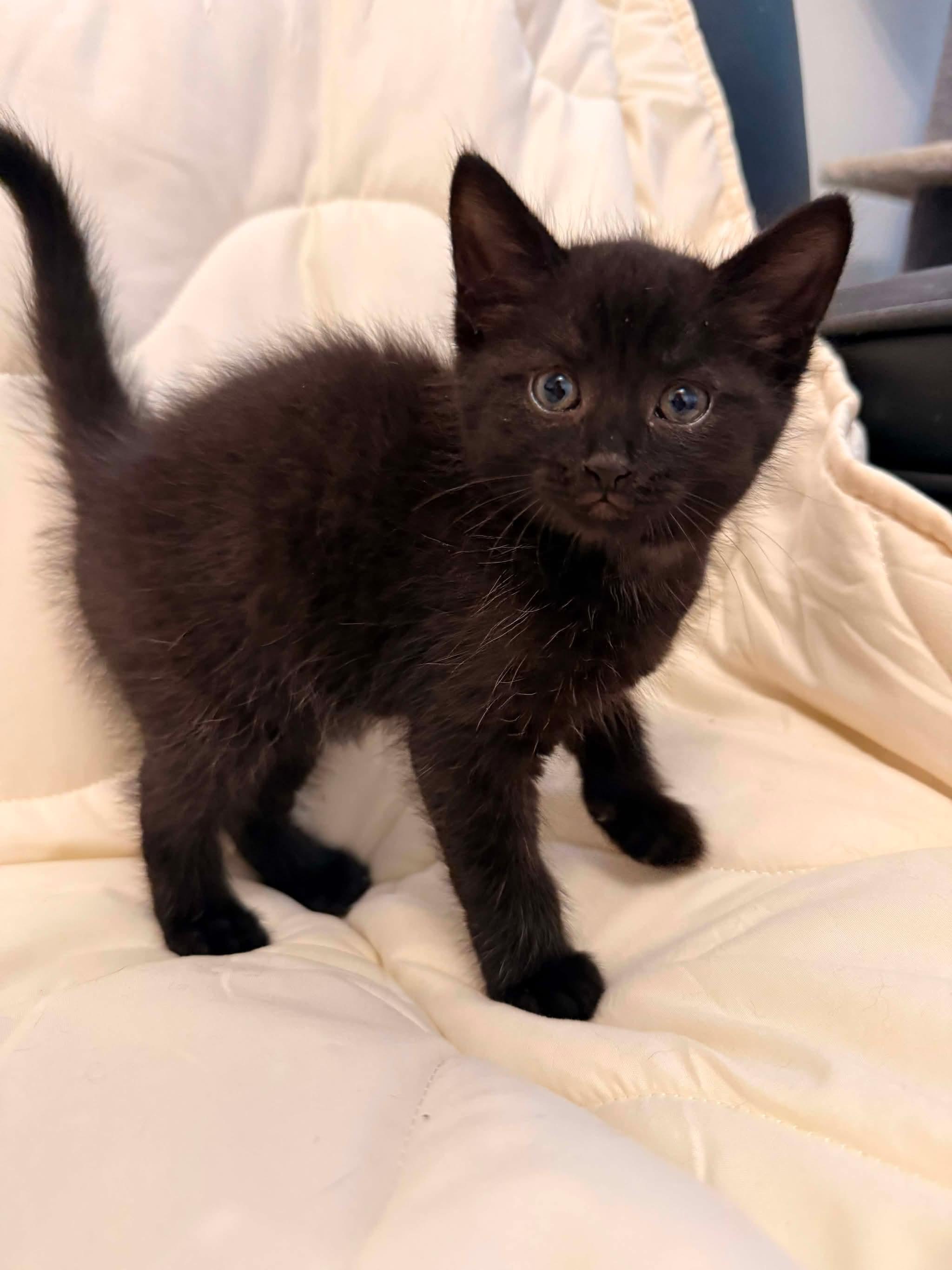 FELONY, an adopted Domestic Short Hair in Tillsonburg, ON image 6/6
