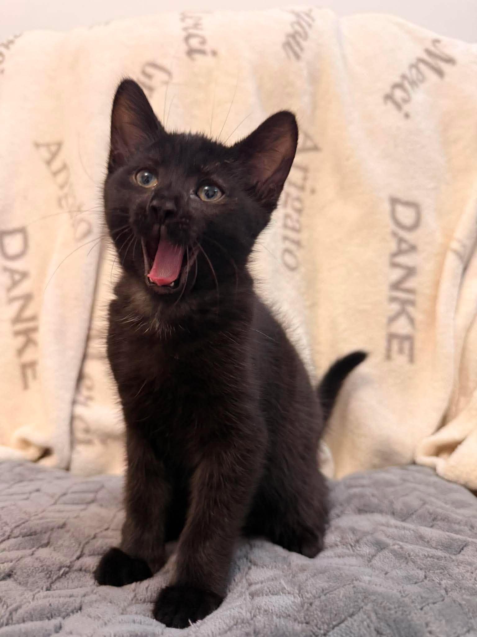 FELONY, an adopted Domestic Short Hair in Tillsonburg, ON image 2/6