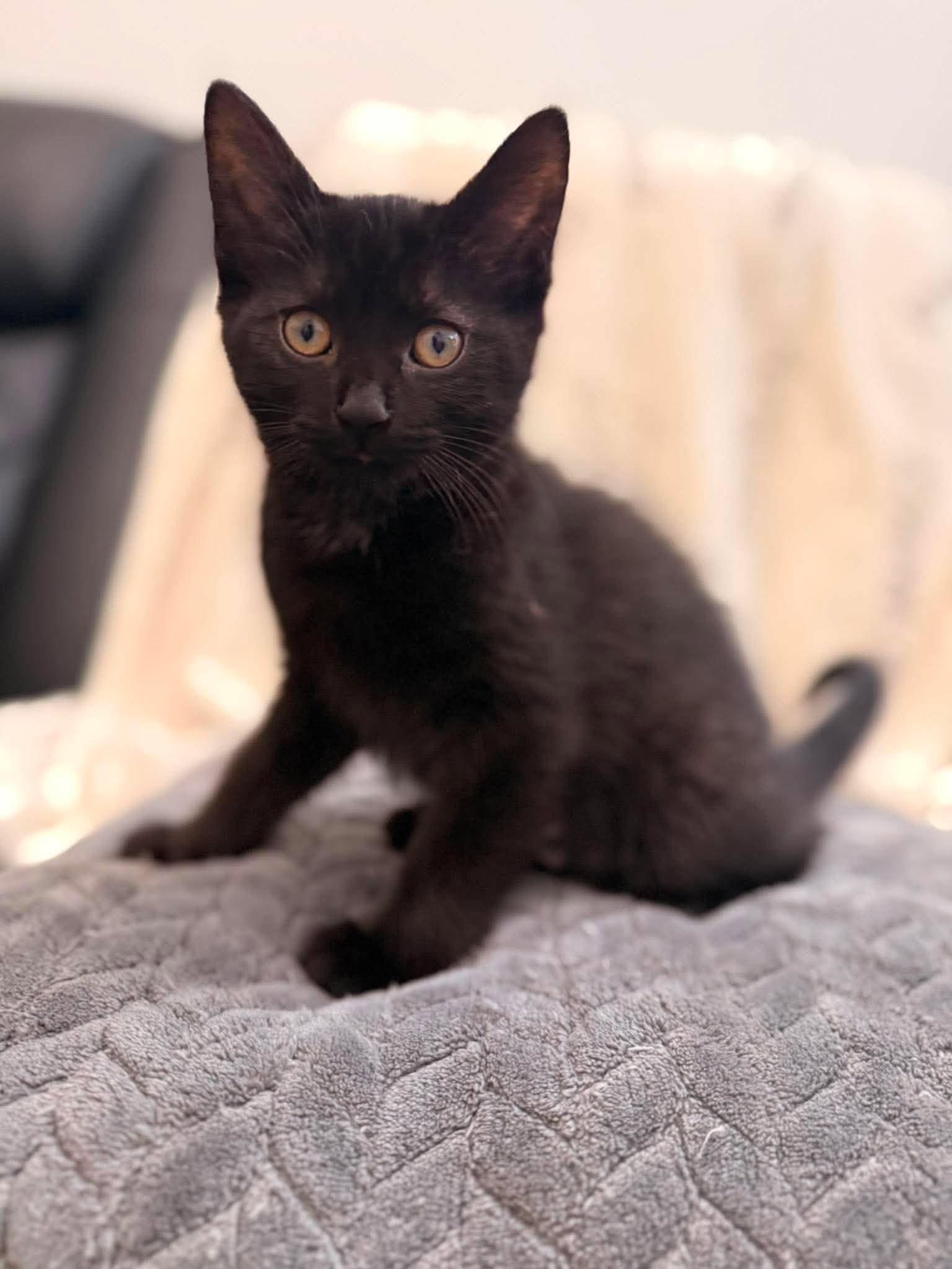 FELONY, an adopted Domestic Short Hair in Tillsonburg, ON image 3/6