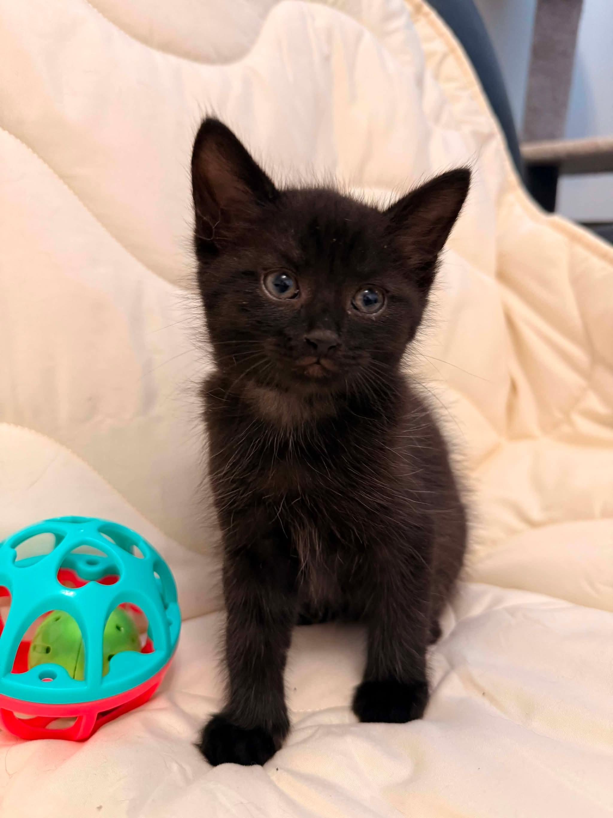 FELONY, an adopted Domestic Short Hair in Tillsonburg, ON image 4/6