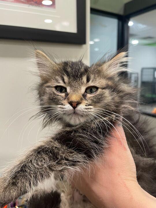 Madame Adelaide, an adopted Domestic Long Hair in Jackson, MI image 3/4