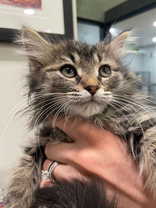 Madame Adelaide, an adopted Domestic Long Hair in Jackson, MI image 1/4