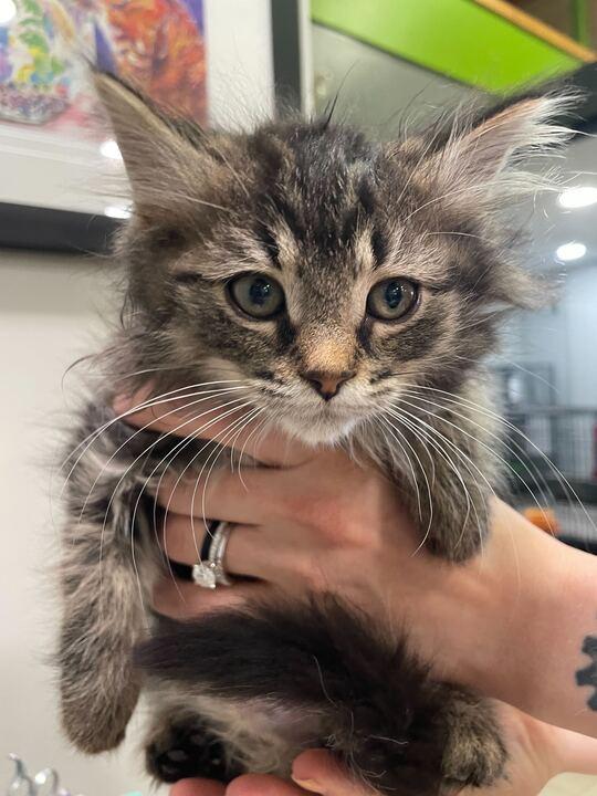 Madame Adelaide, an adopted Domestic Long Hair in Jackson, MI image 4/4