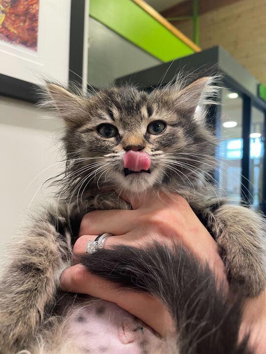 Madame Adelaide, an adopted Domestic Long Hair in Jackson, MI image 2/4