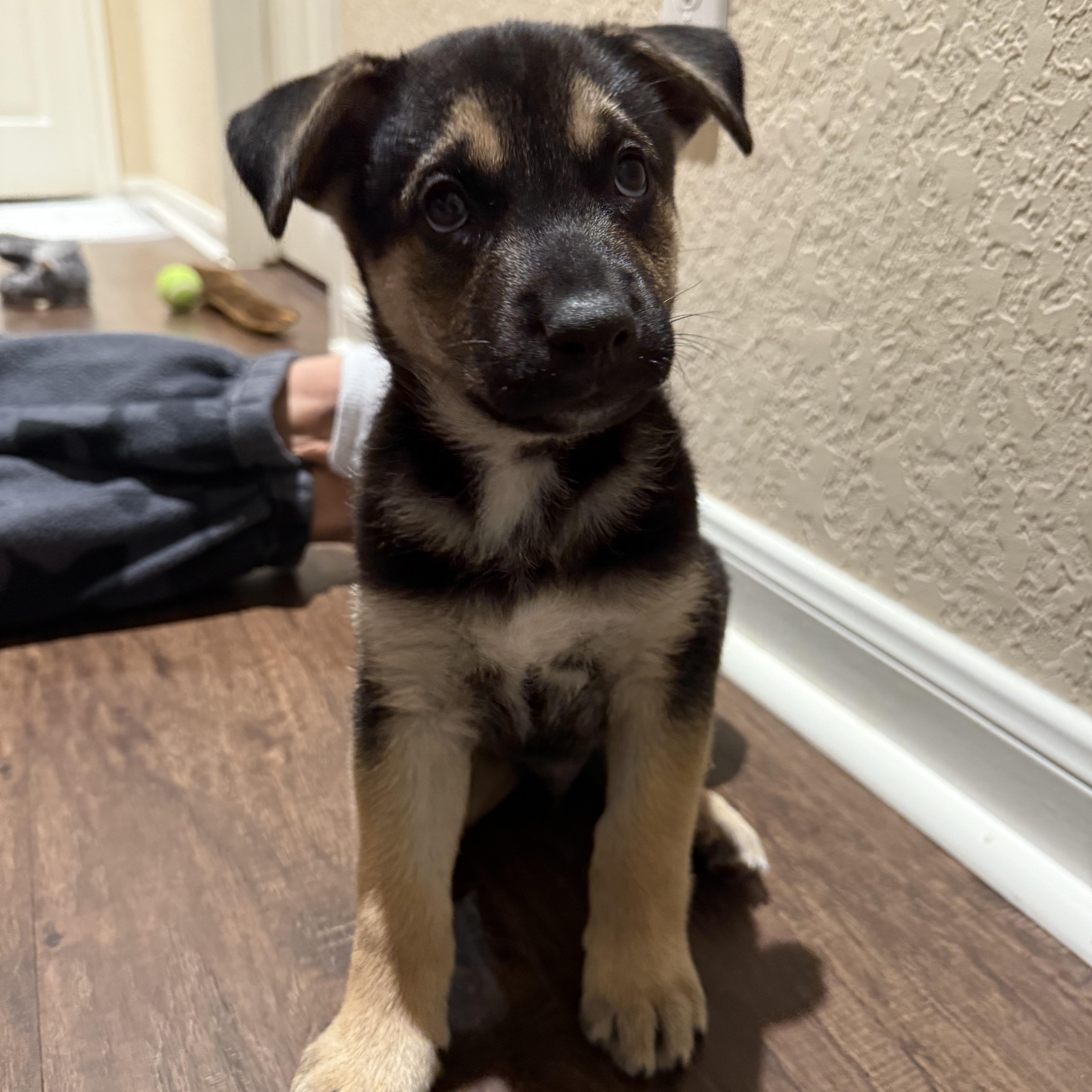 Enlarge Valor, a Adoptable mixed breed in New Braunfels, TX image 5/6